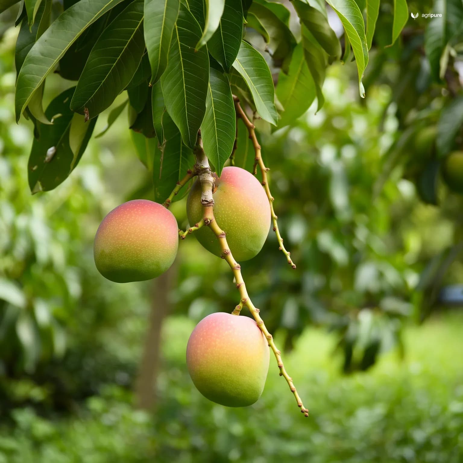 mango-rataul-banganpalli