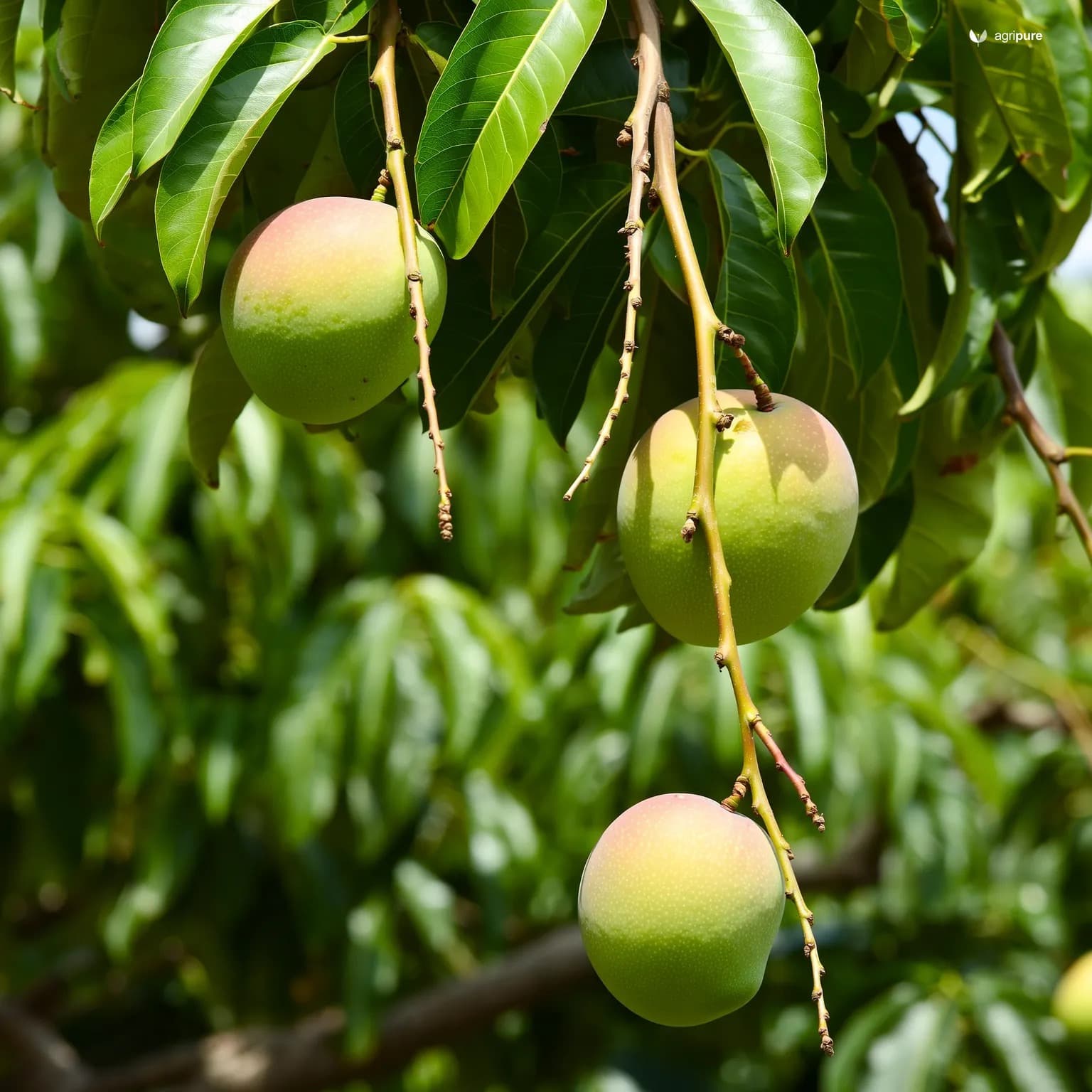 mango-rataul-original