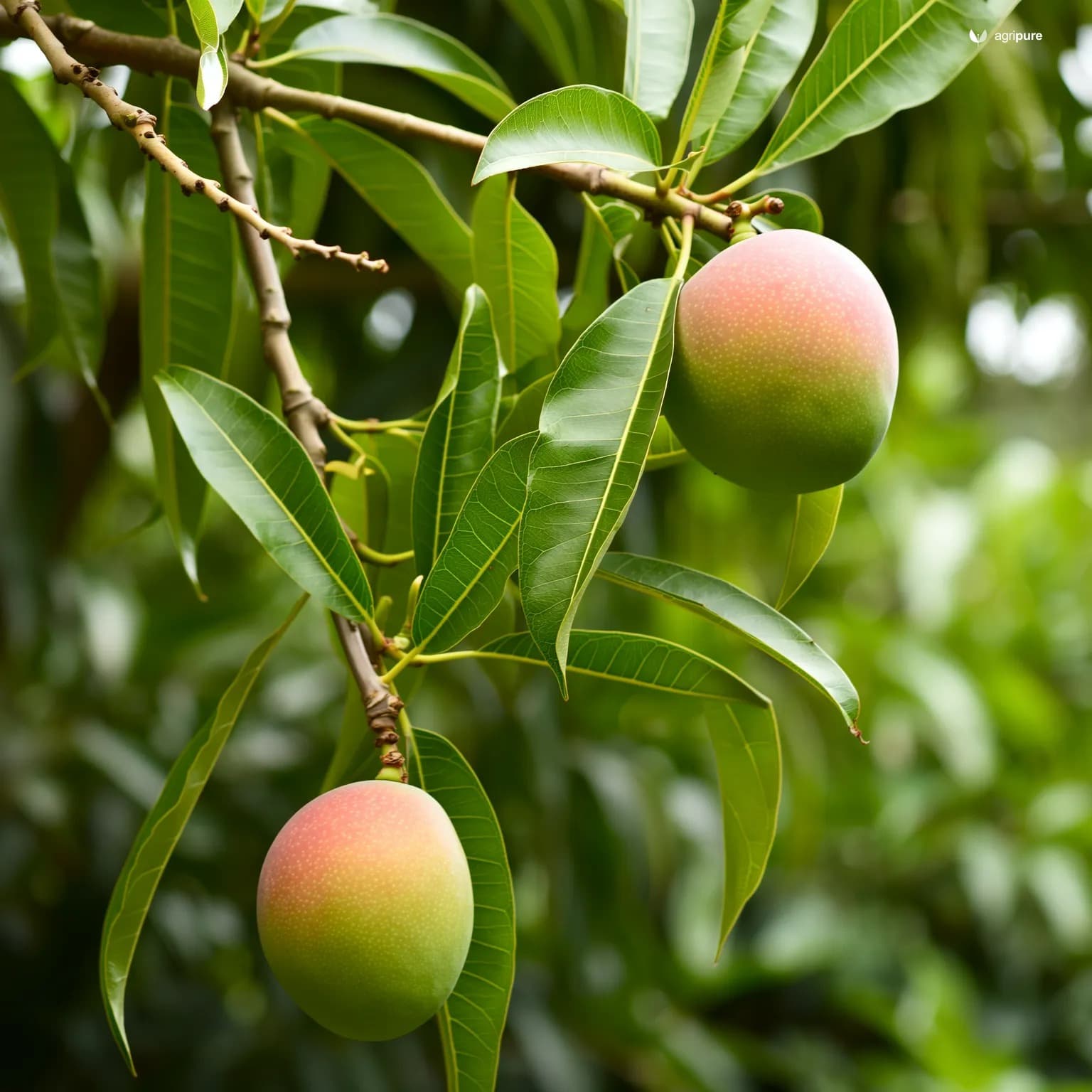 mango-saroli
