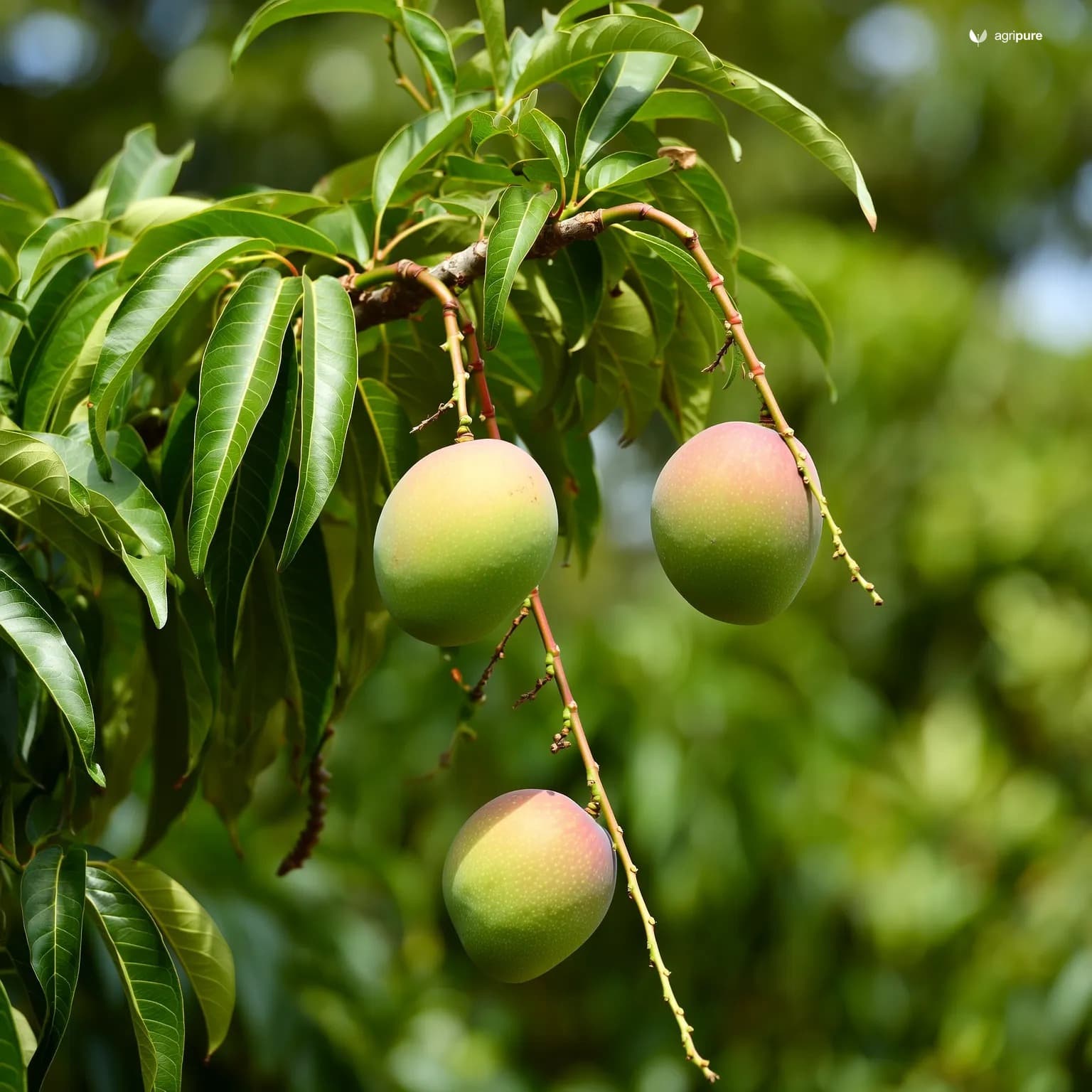 mango-sindhri