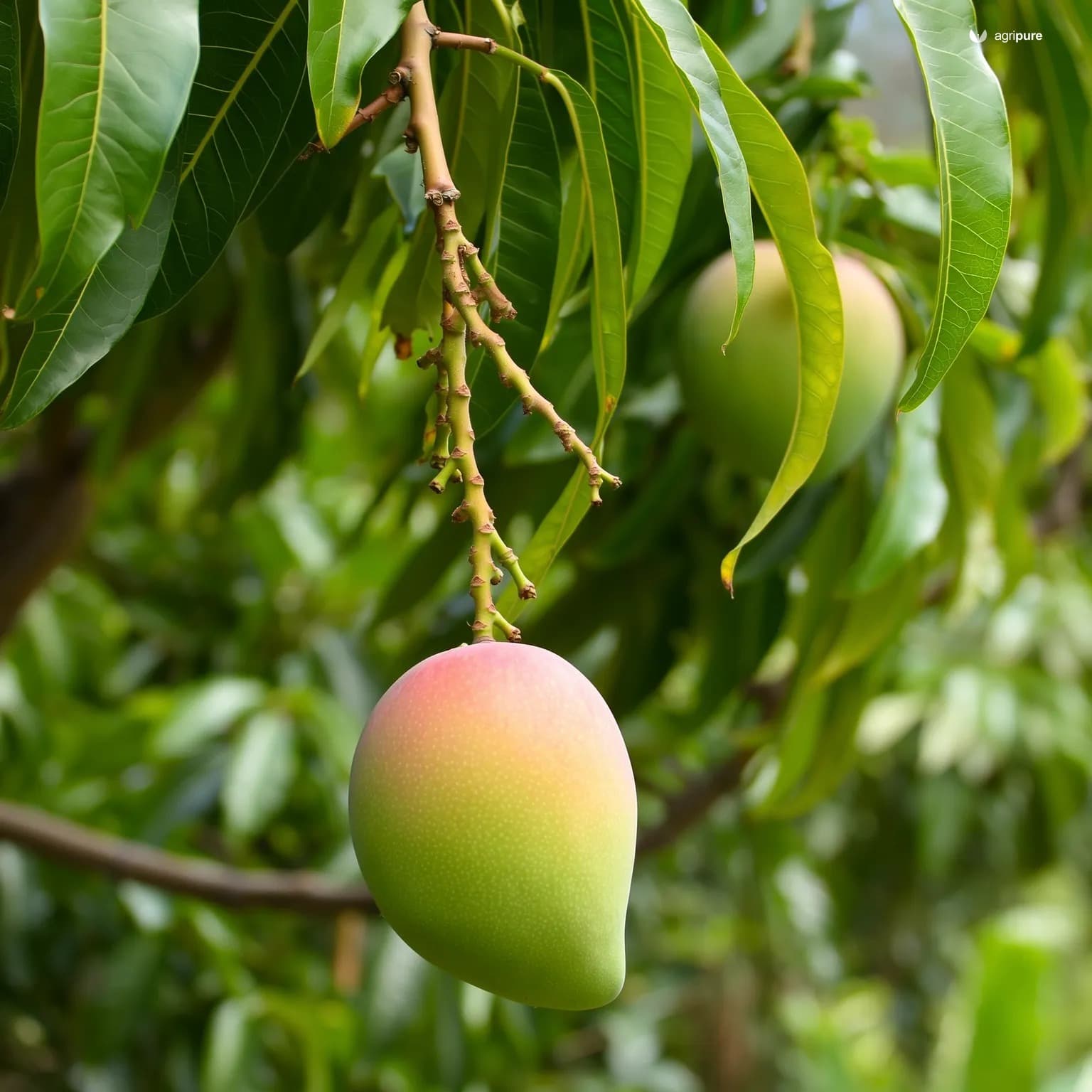 mango-suvernarekha