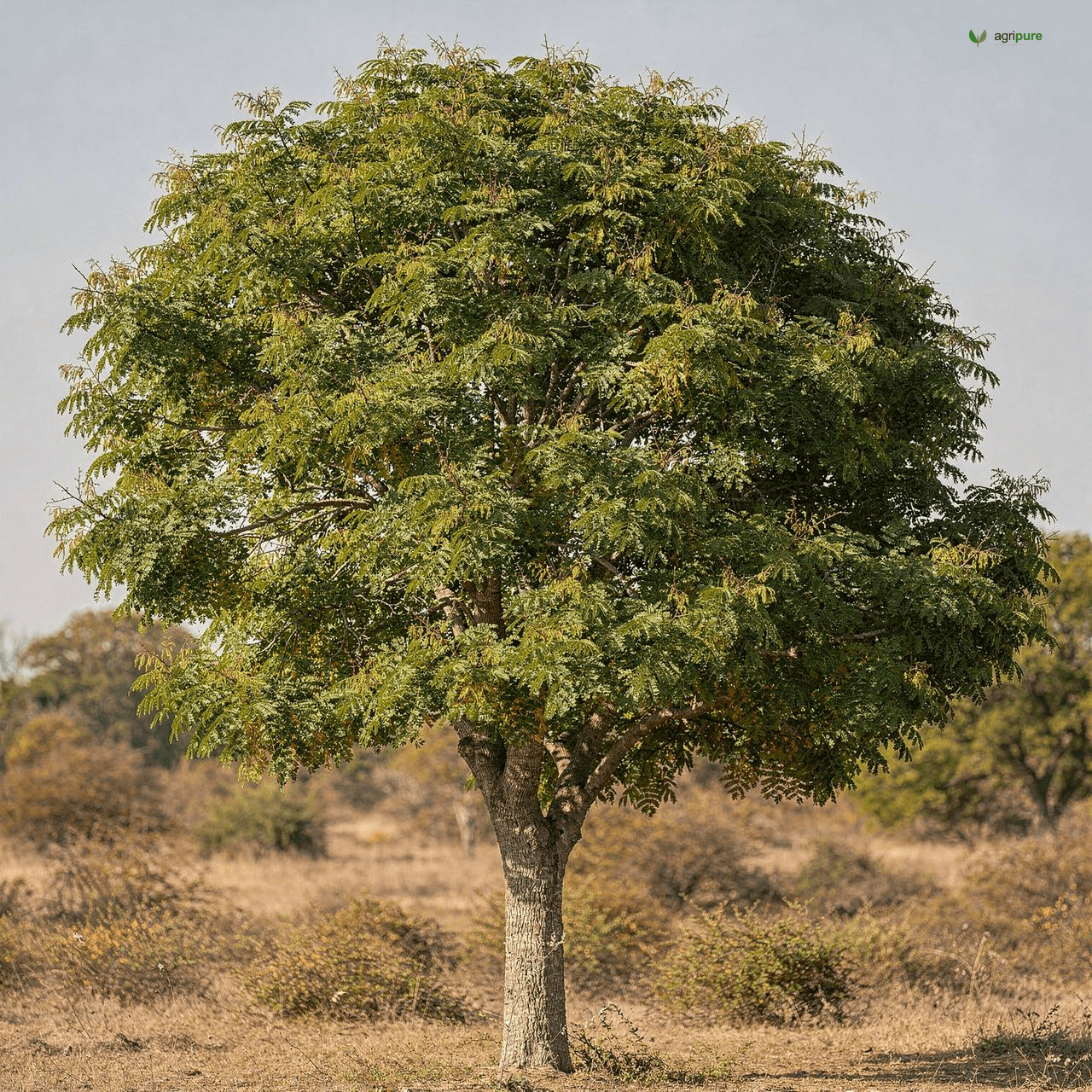Chinaberry (Melia azedarach)