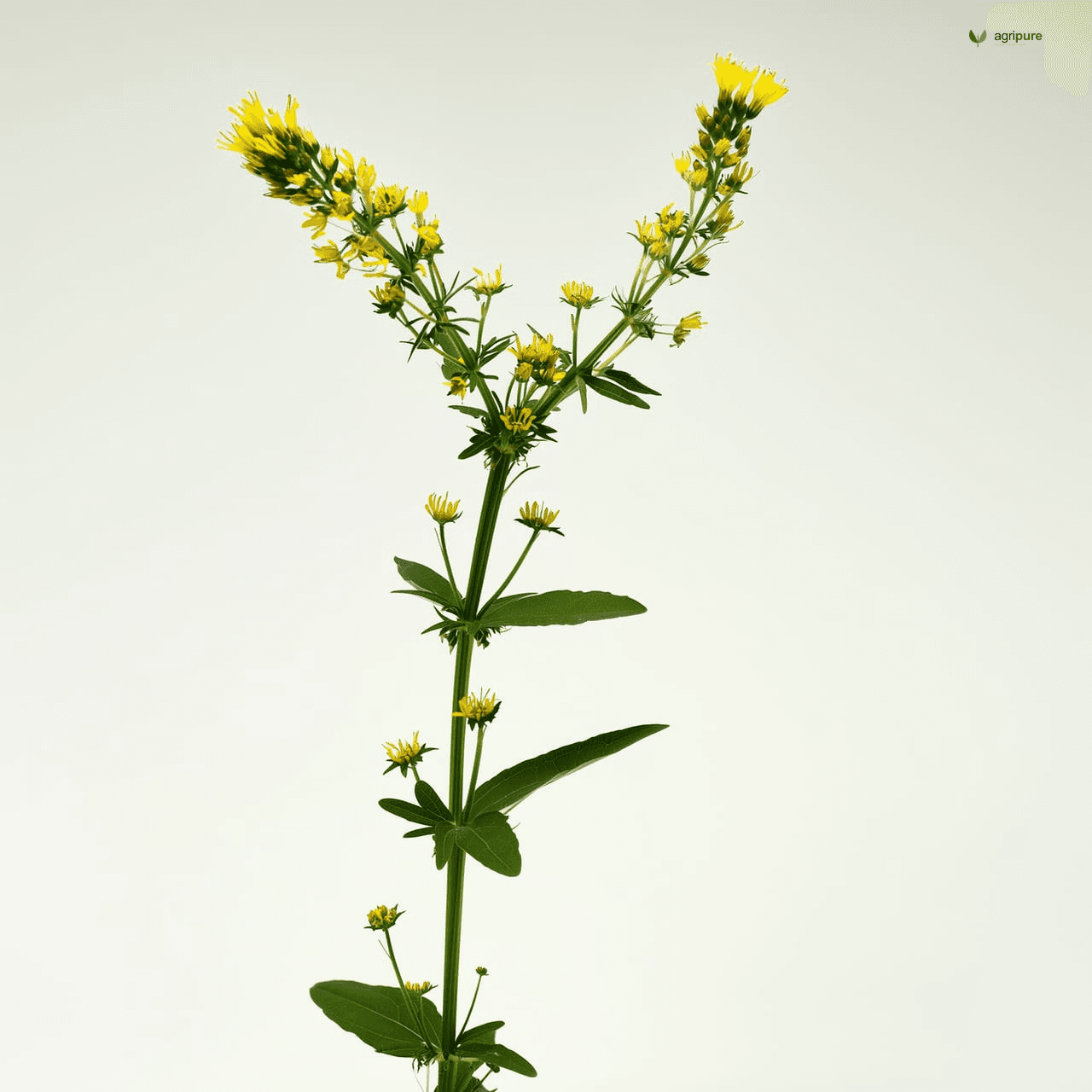 Indian Sweet Clover (Melilotus indicus)