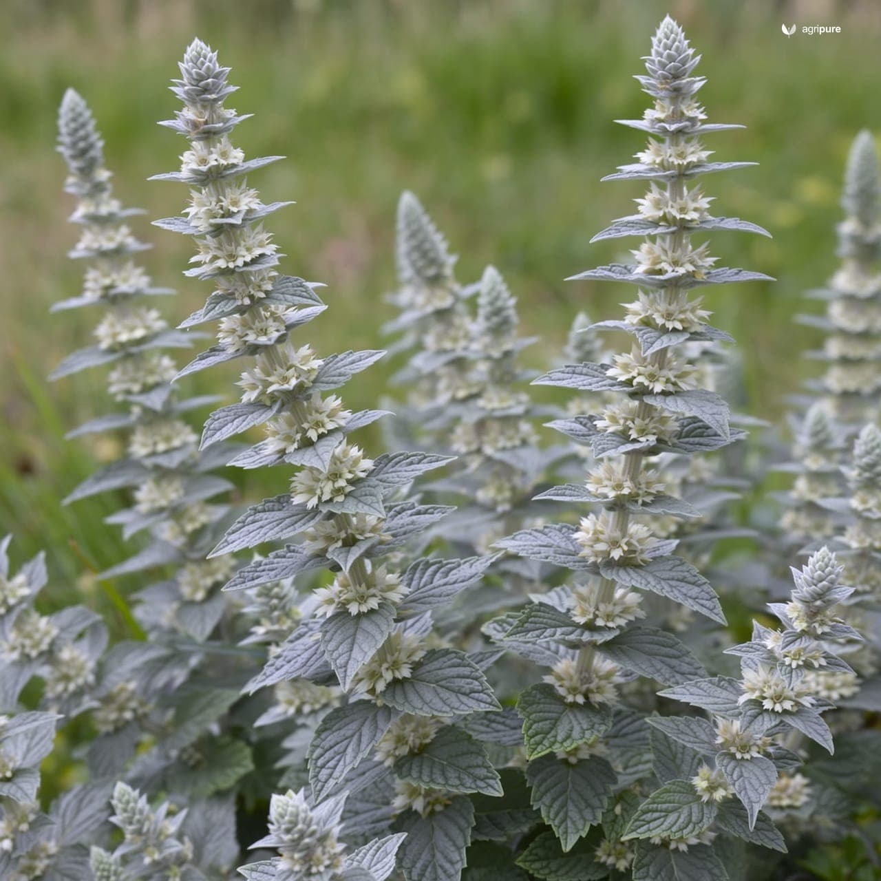 Wild Mint (Mentha longifolia)