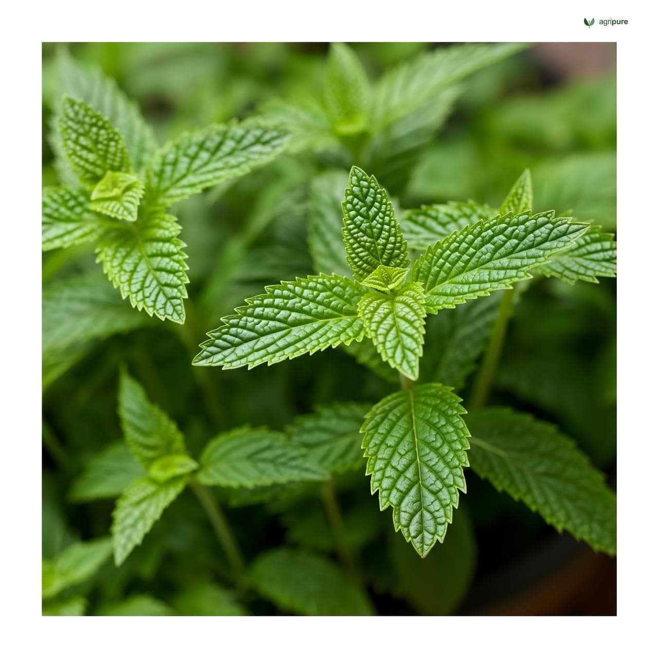 Spearmint (Mentha spicata)