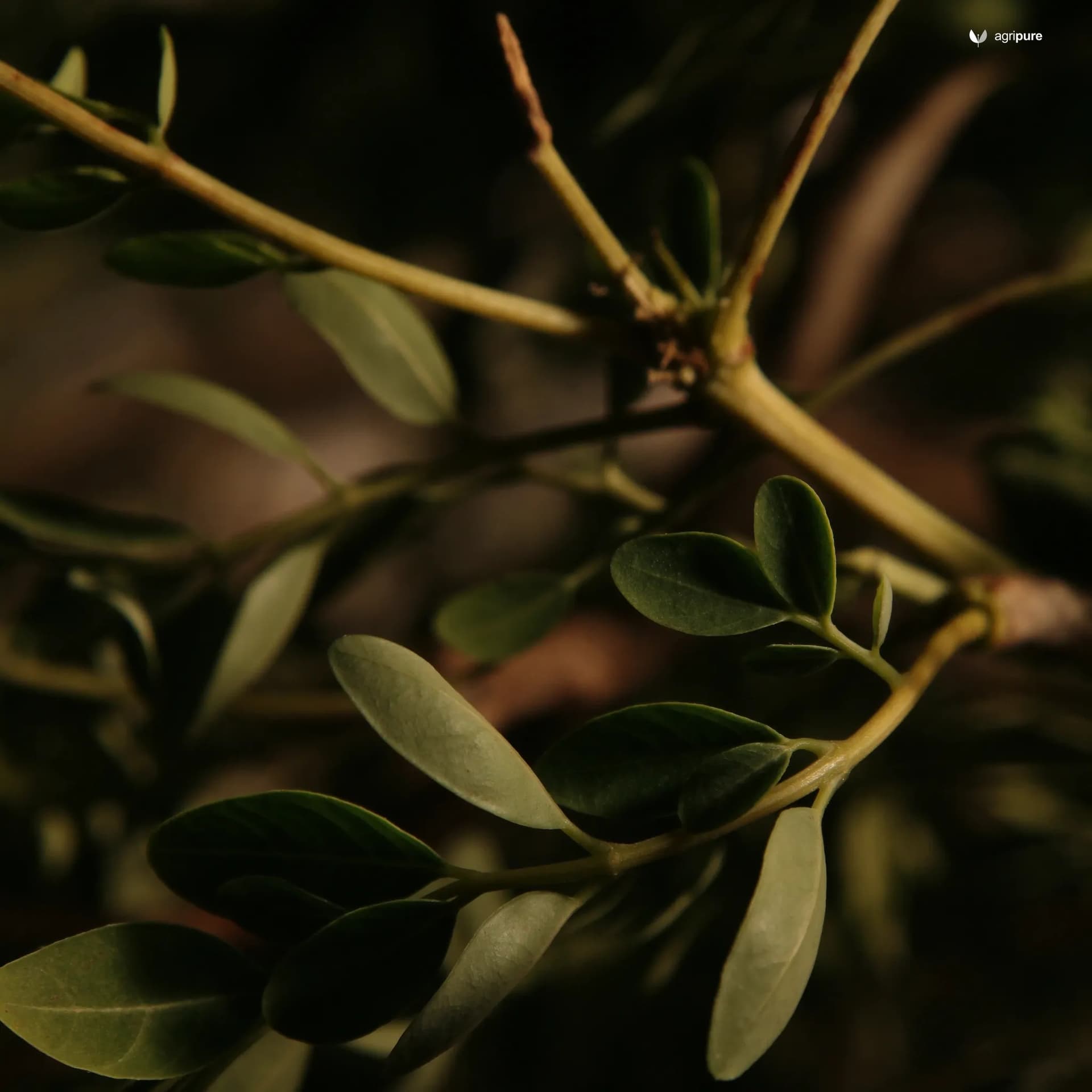 moringa-oleifera