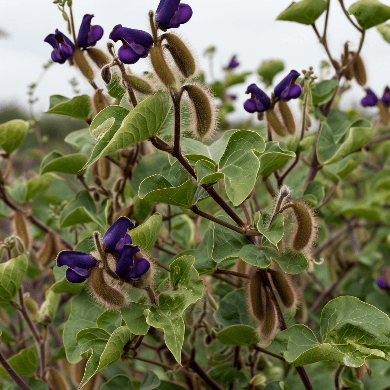 Velvet Bean (Mucuna pruriens)