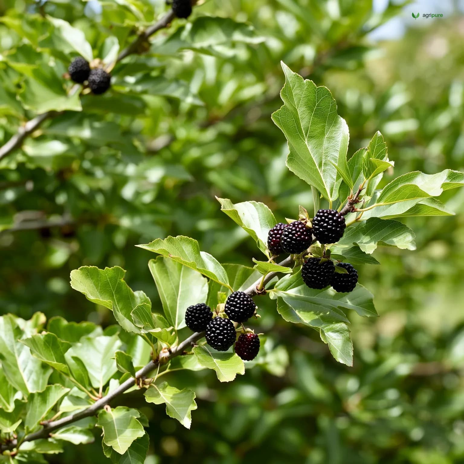 mulberry-shahtoot-black
