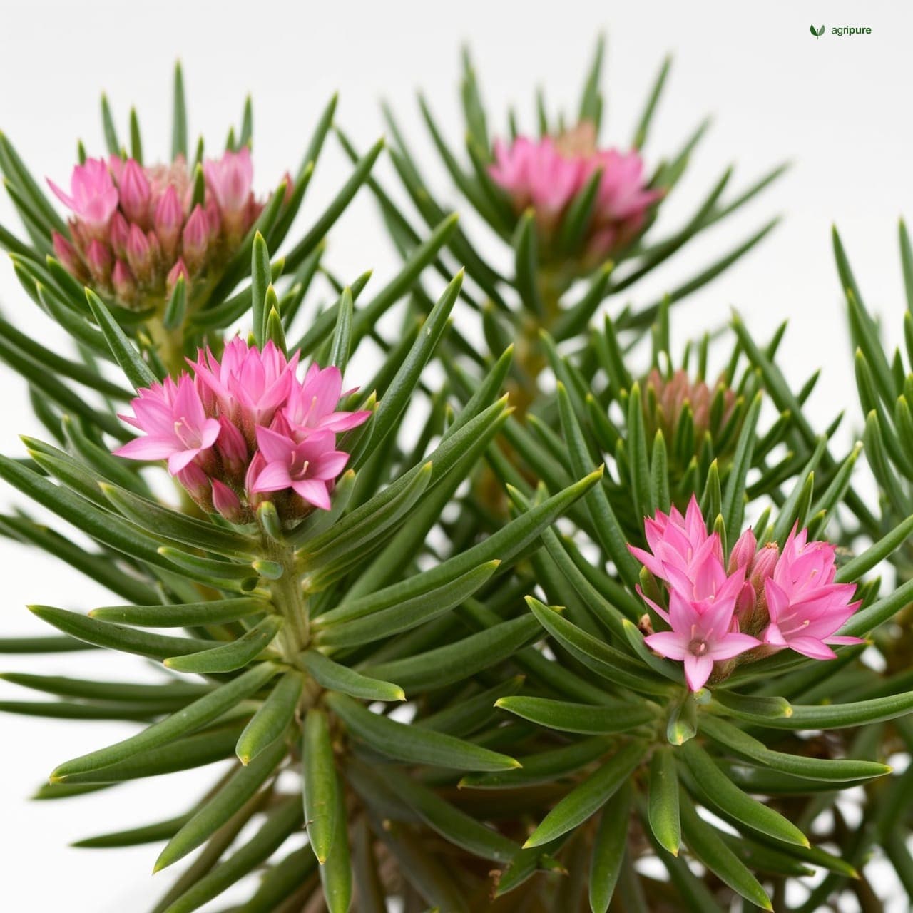 Oleander (Nerium oleander)