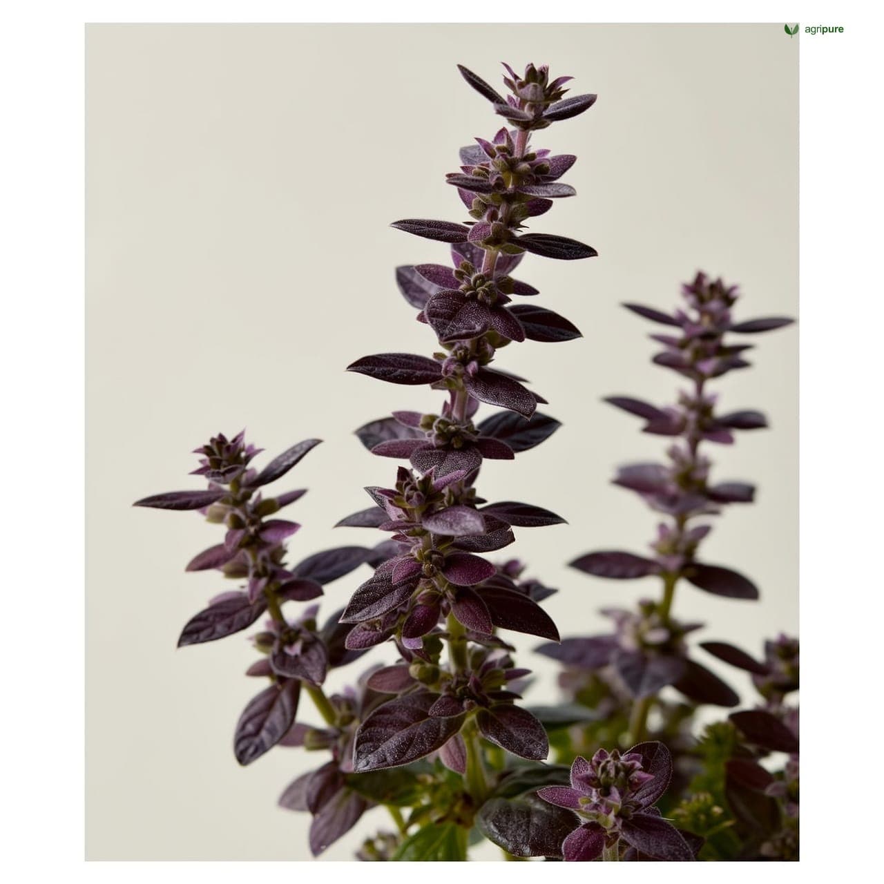 Holy Basil (Ocimum tenuiflorum)