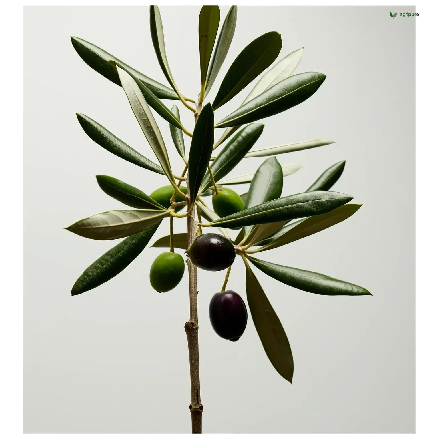 olea-europaea
