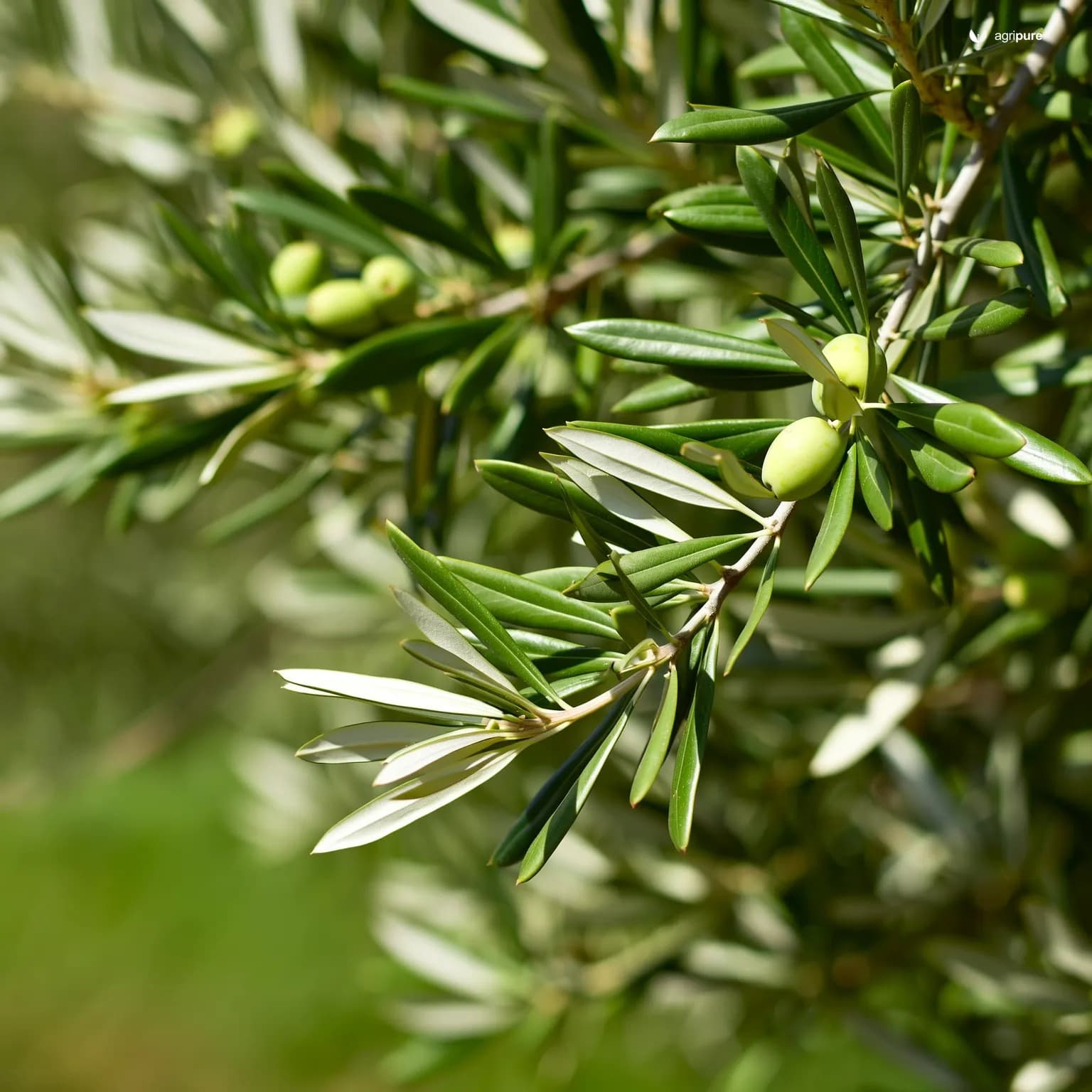 olive-coratina