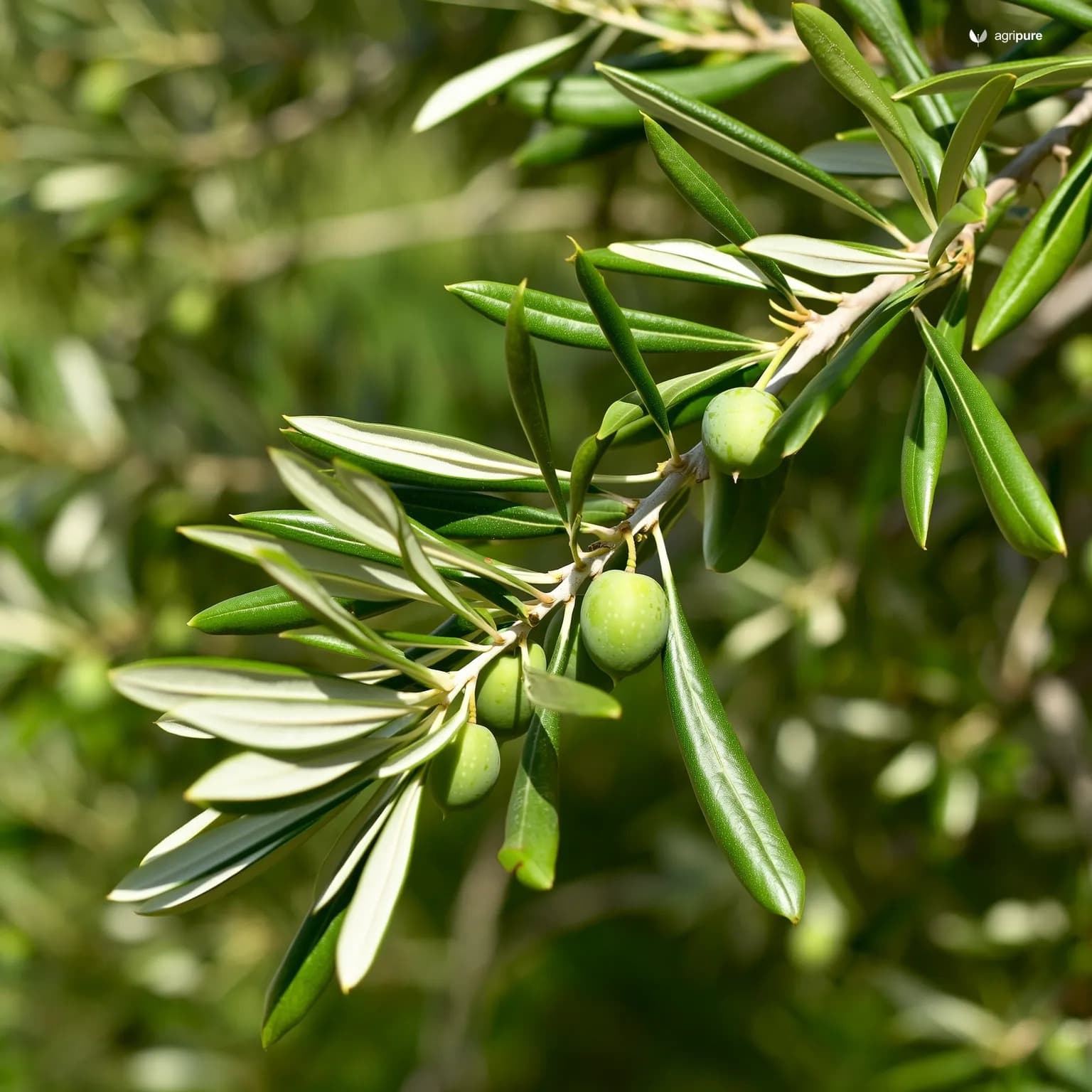 olive-european