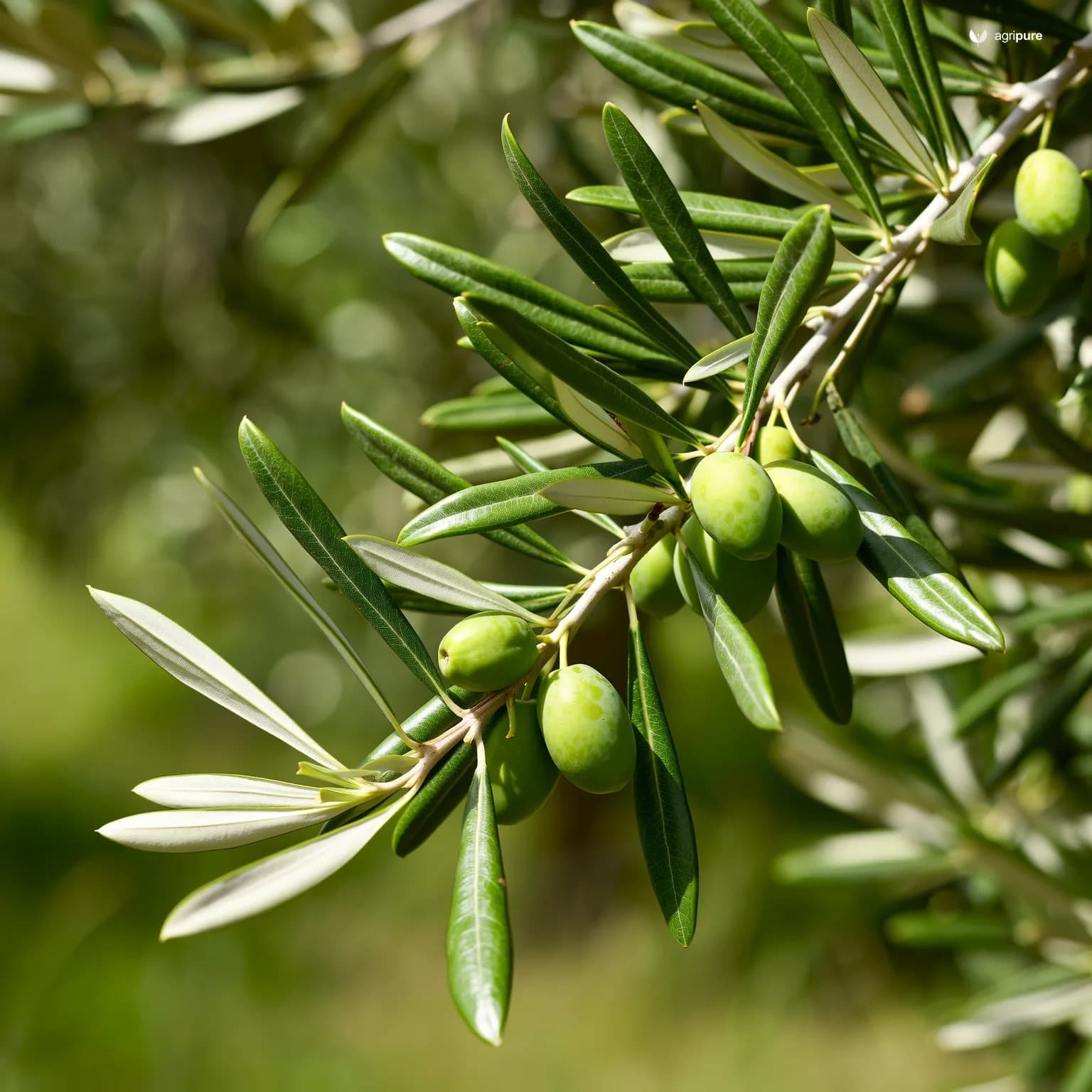 olive-picual