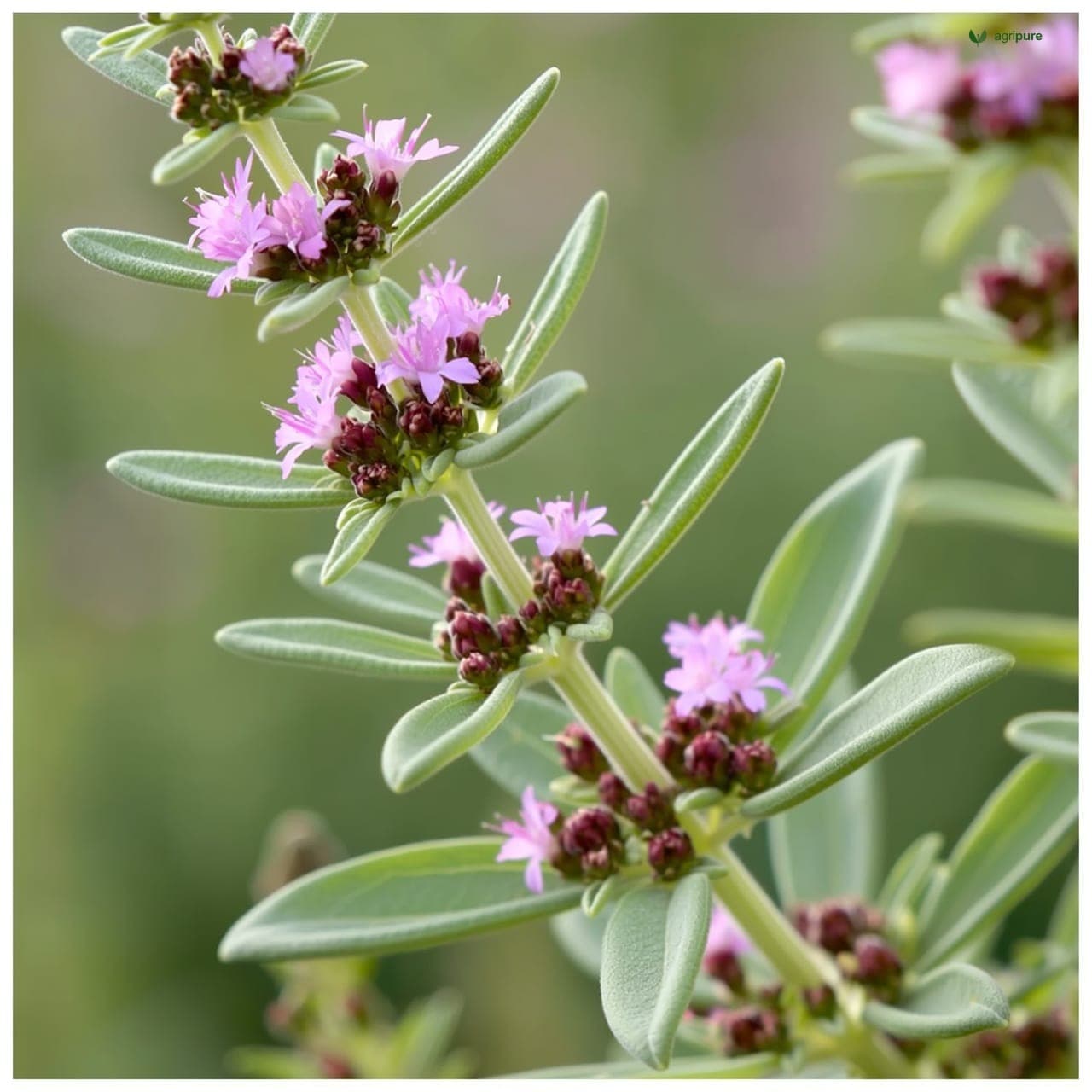 Oregano (Origanum vulgare)