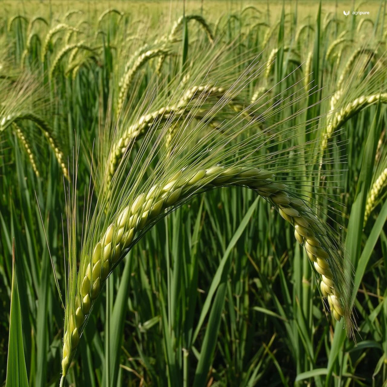 Rice (Oryza sativa)