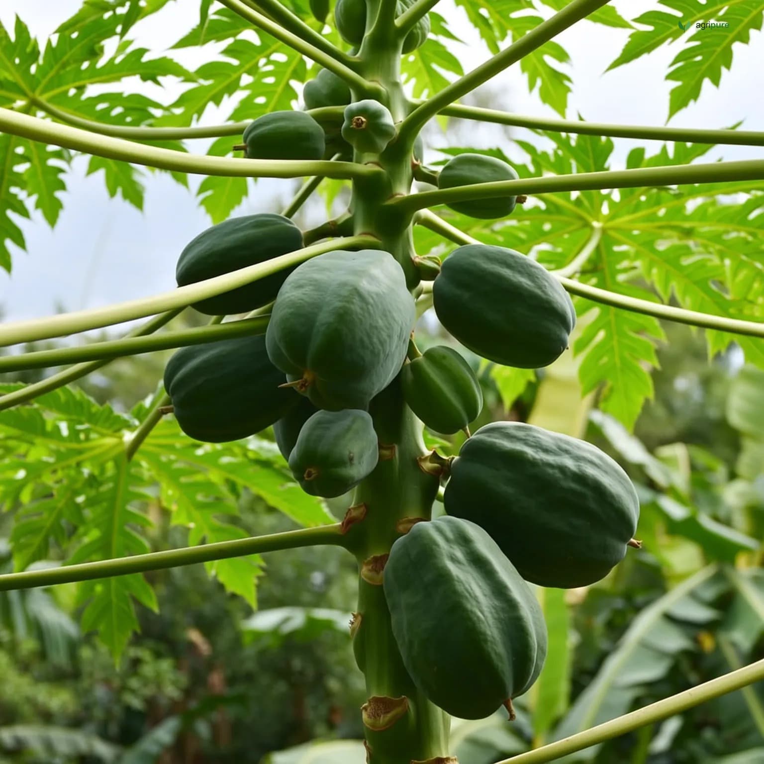 papaya-red-lady