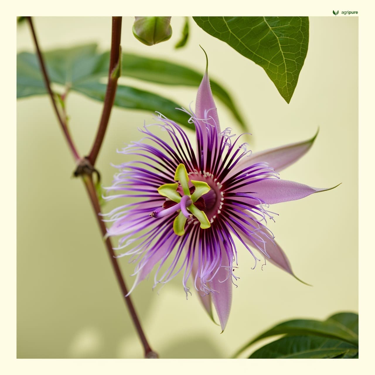 Passion Fruit (Passiflora edulis)