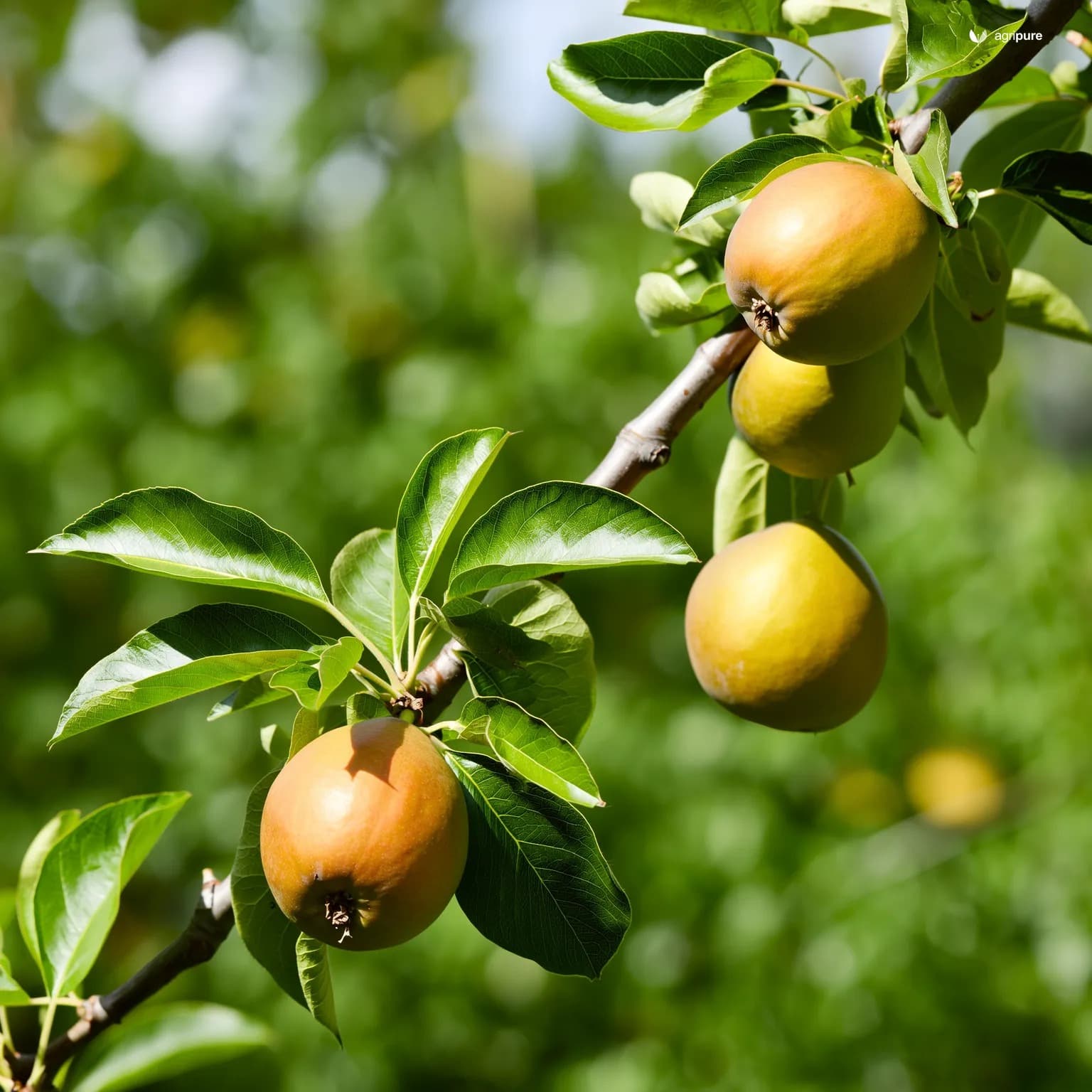 pear-bartlett