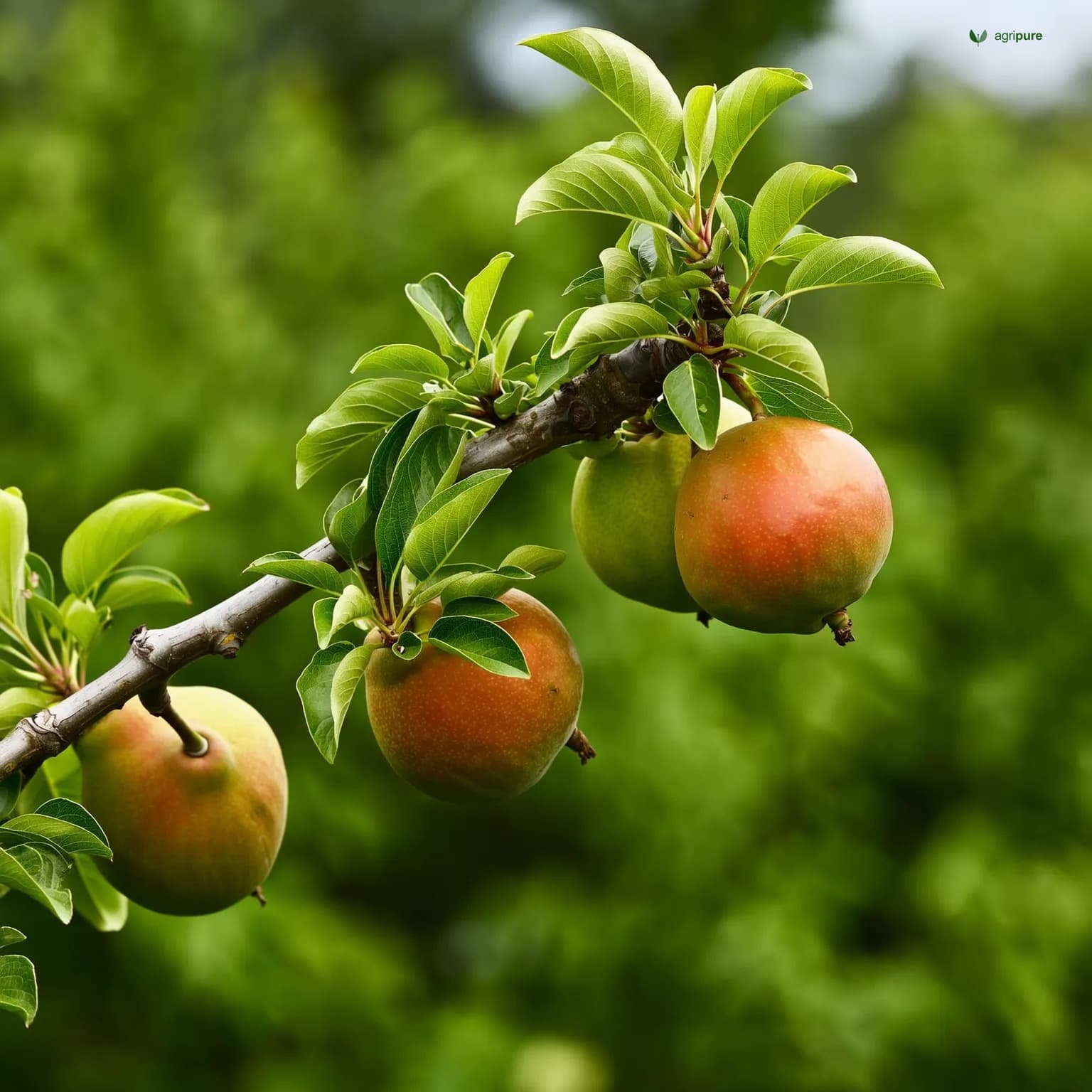 pear-kashmiri