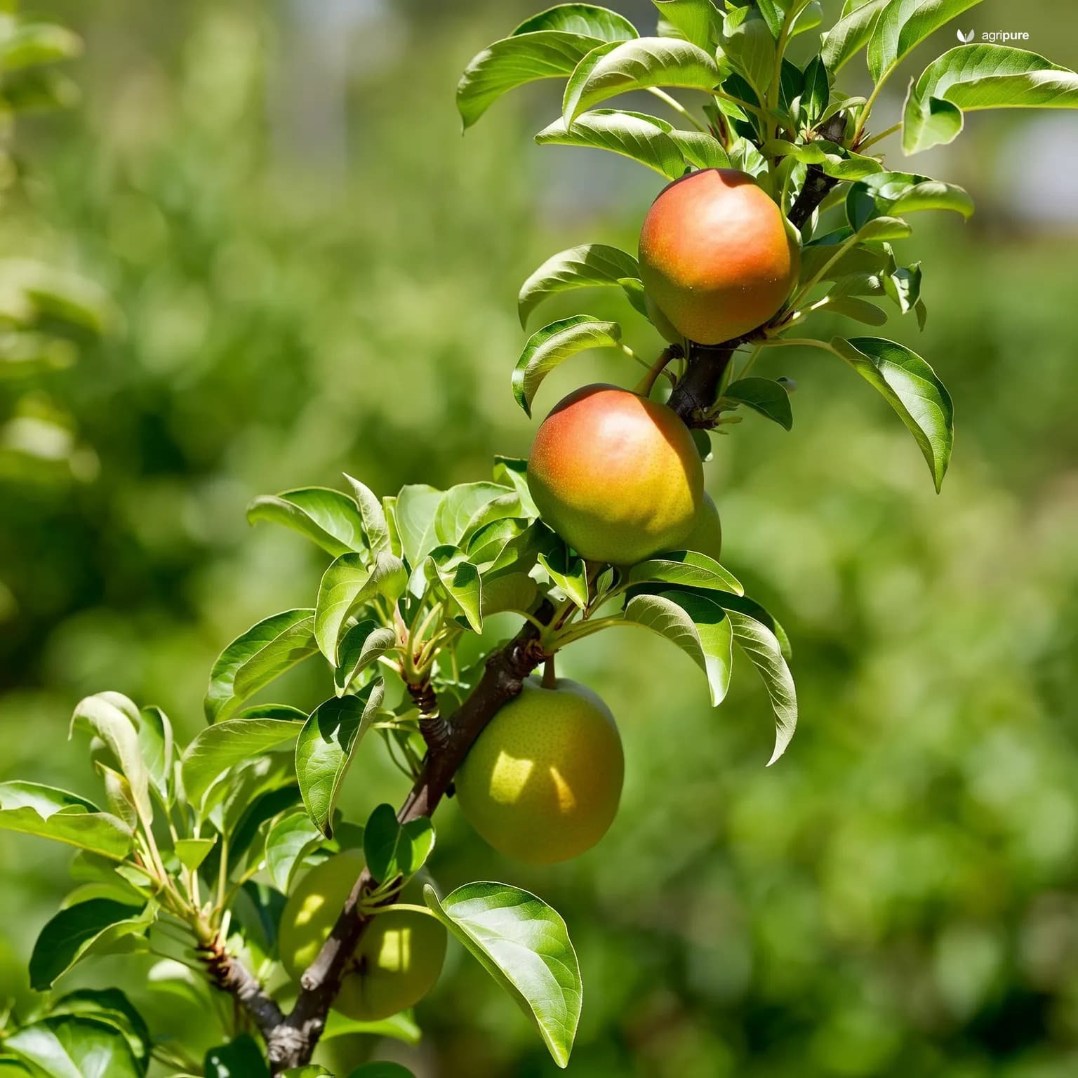 pear-le-conte