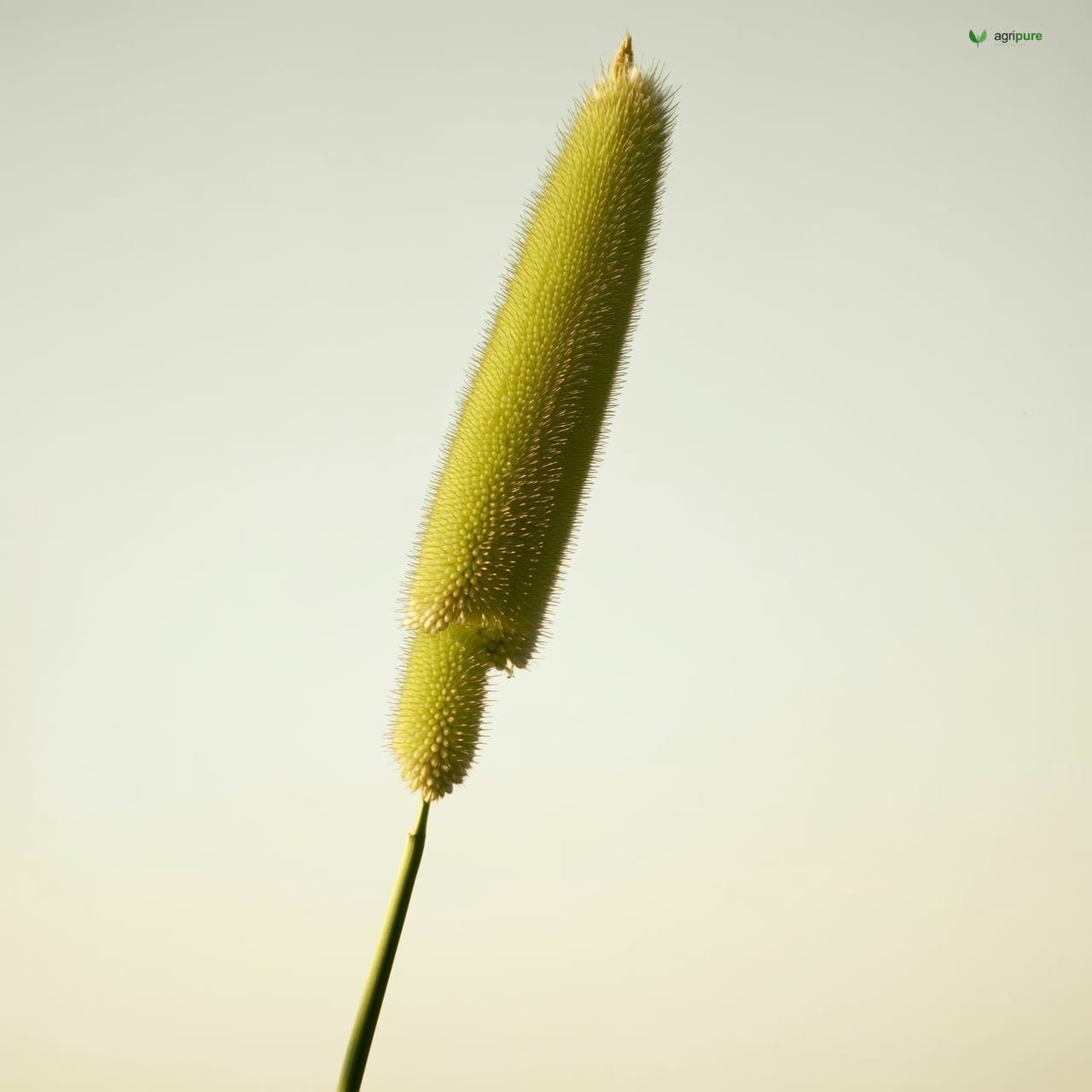 Pearl Millet (Cenchrus americanus)