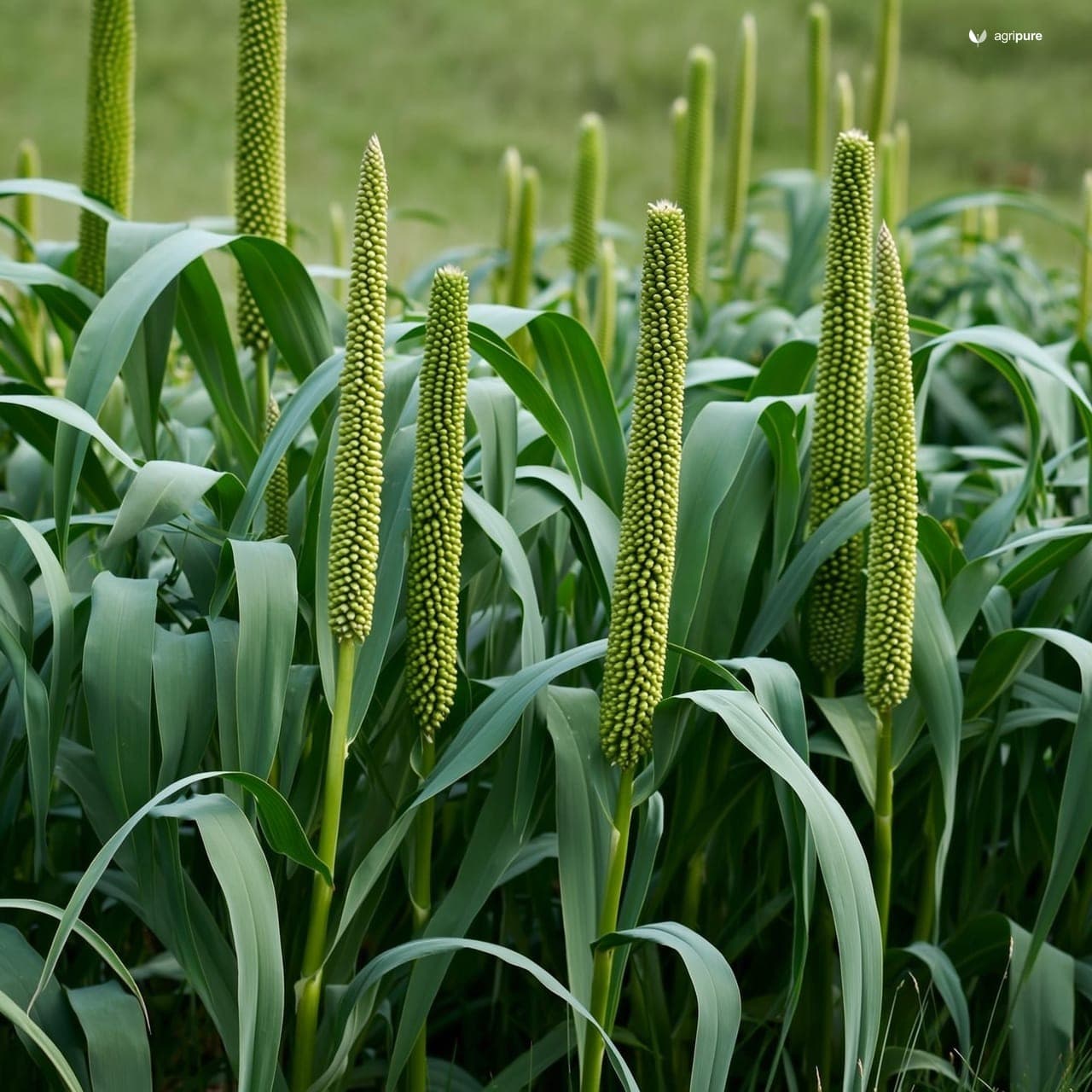 Napier Grass (Cenchrus purpureus)