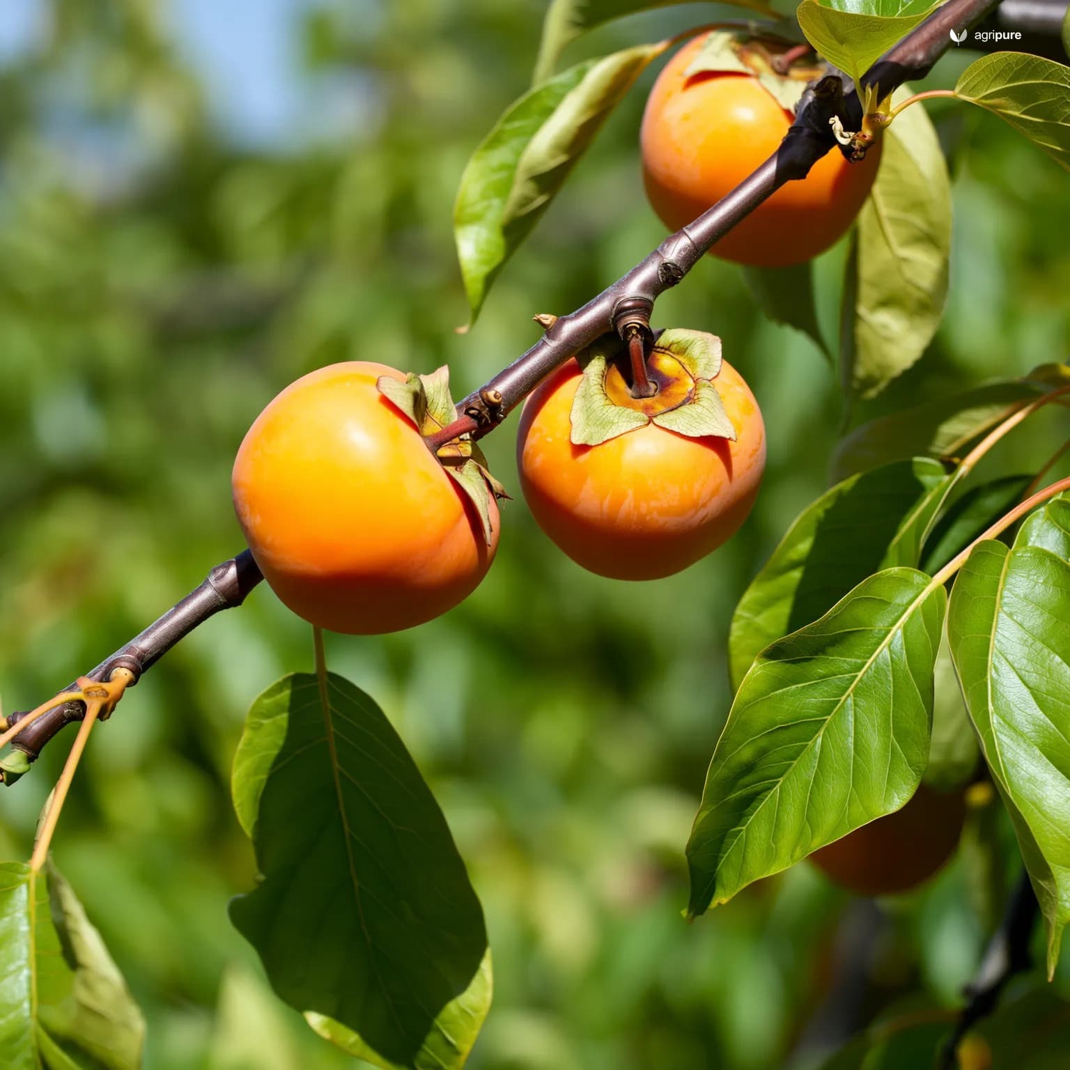 persimmon-japanese