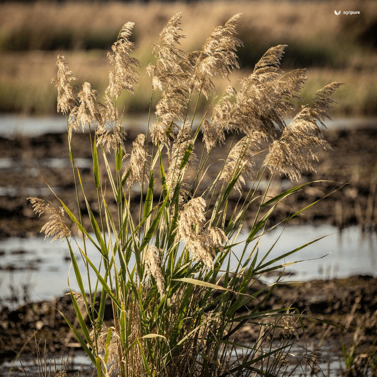 Tall Reed (Phragmites karka)