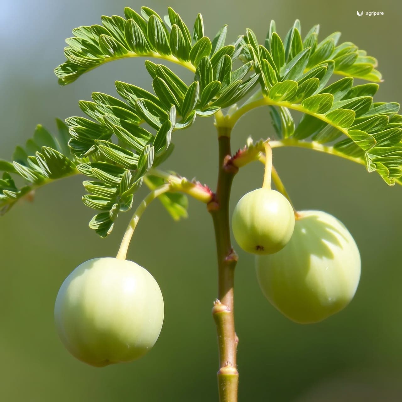 Indian Gooseberry (Phyllanthus emblica)