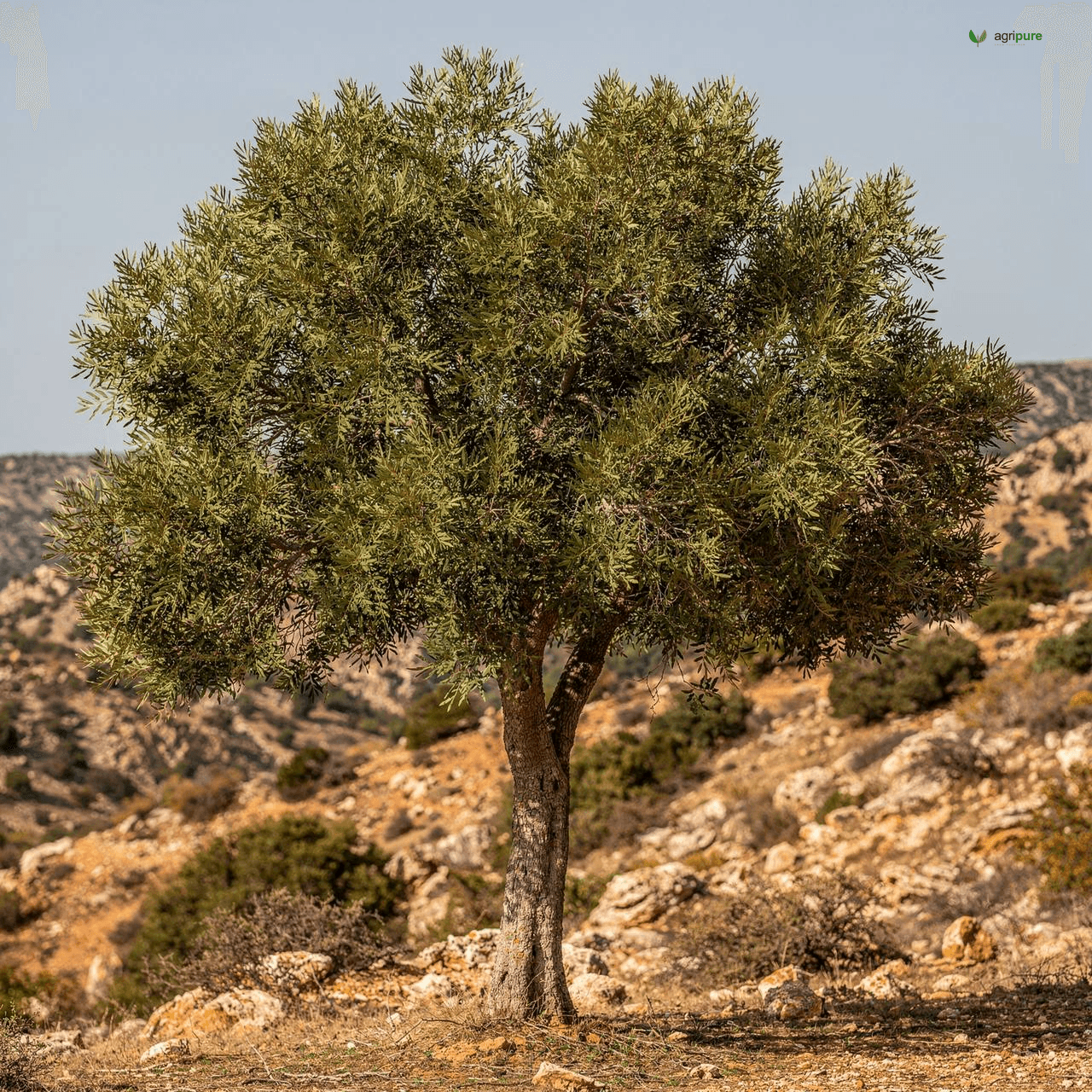 Wild Pistachio (Mt. Atlas Mastic) (Pistacia atlantica)