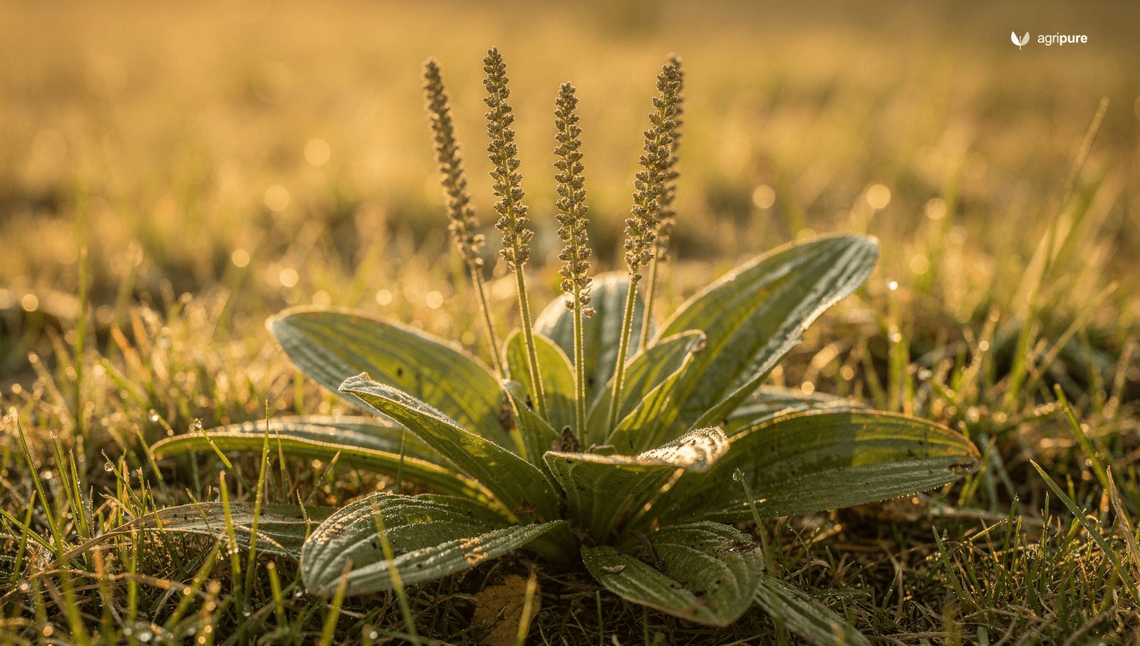 A backyard lawn close-up showing a rosette of broadleaf plantain with oval ribbed leaves and several tall slender seed spikes rising above the grass in morning light.