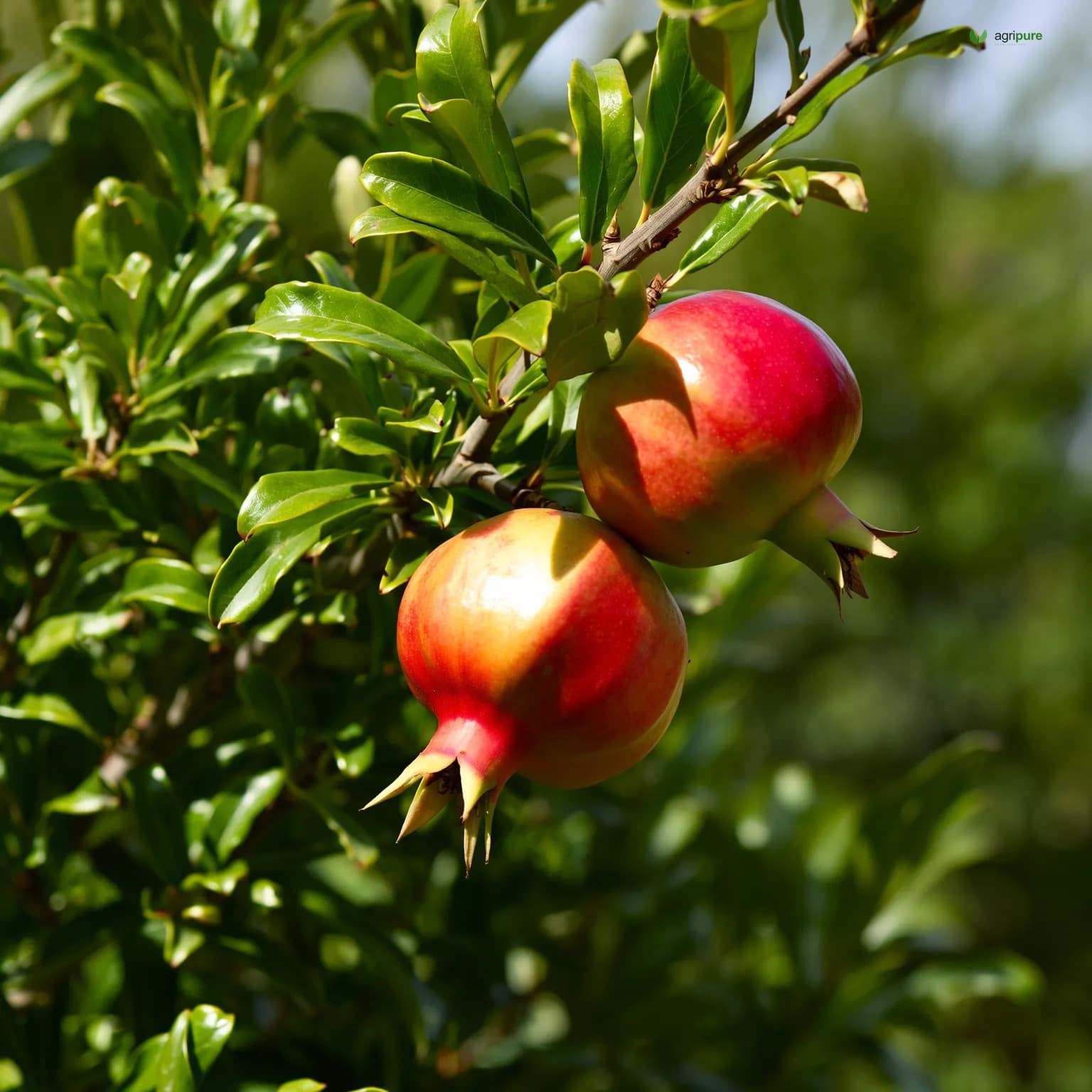 pomegranate-kandhari