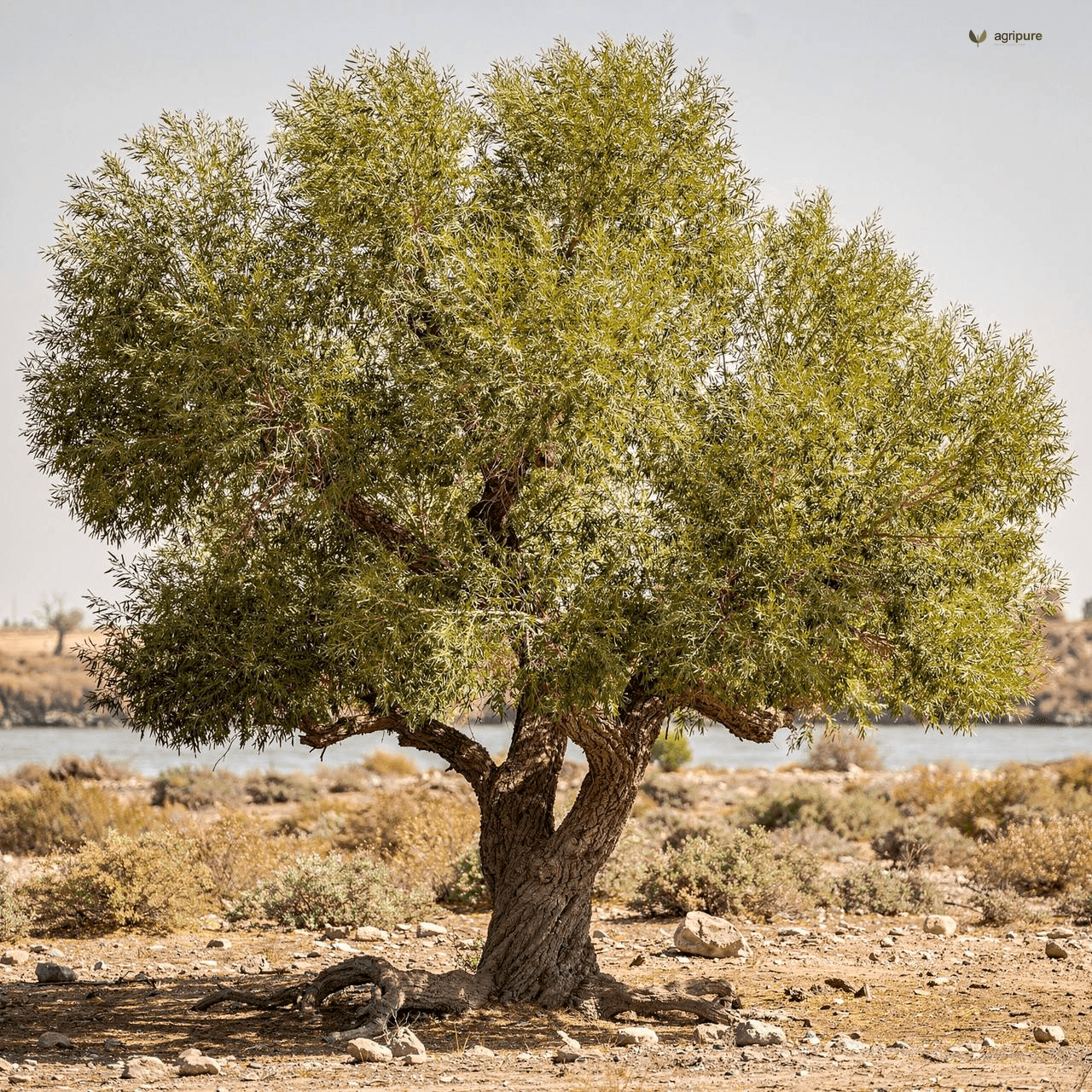 Euphrates Poplar (Populus euphratica)