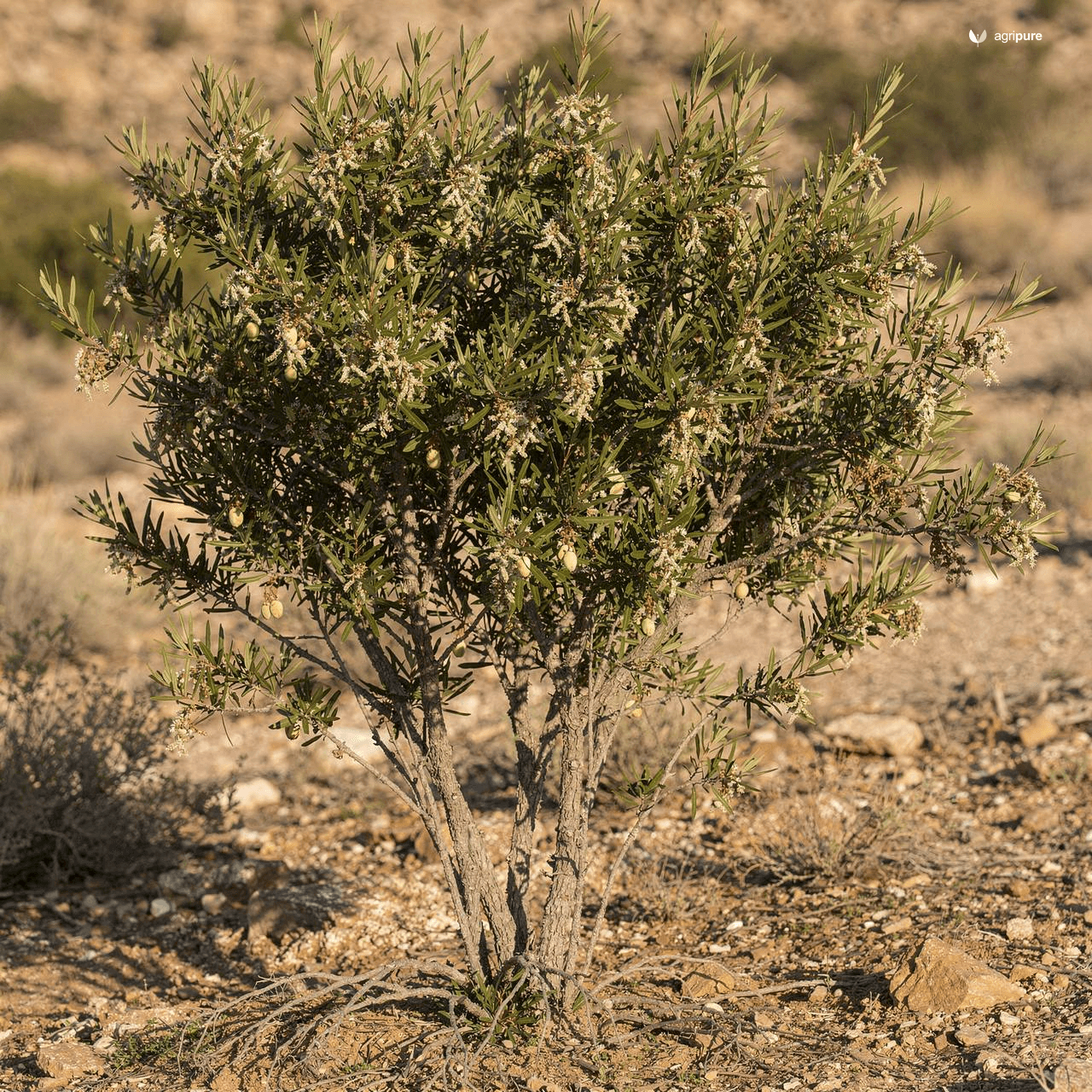 Wild Almond (Brahui Almond) (Prunus eburnea)