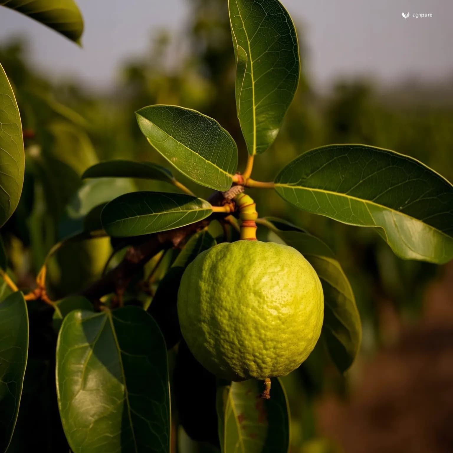 psidium-guajava
