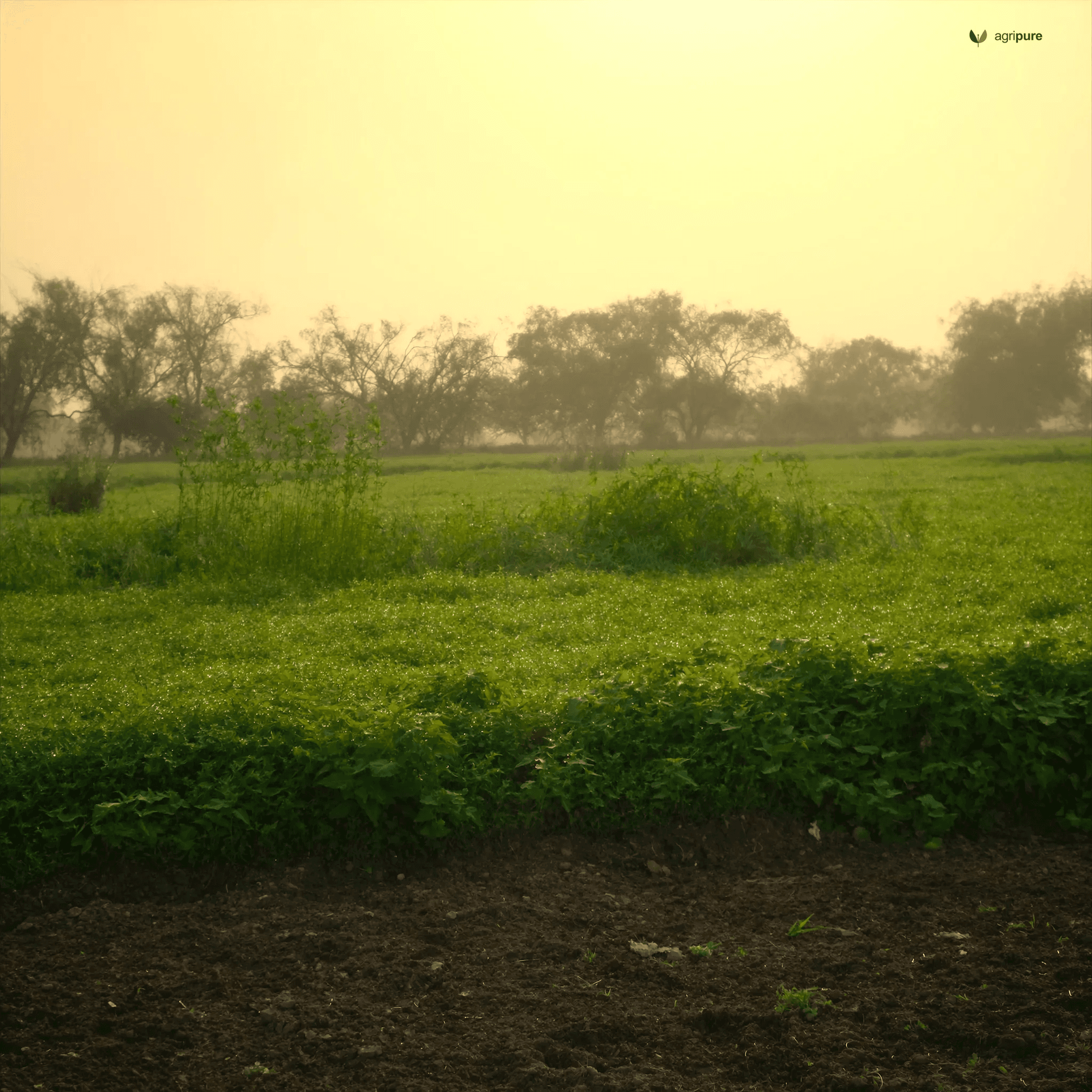 Why your Punjab field needs twelve weeks of sesbania before you plant a fruit tree