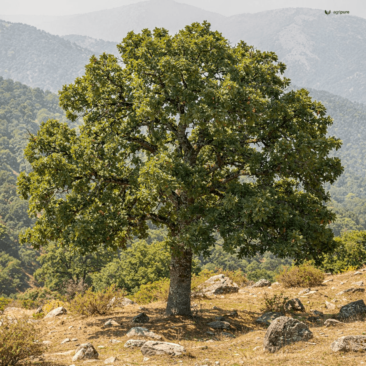 Green Oak (Moru Oak) (Quercus dilatata)