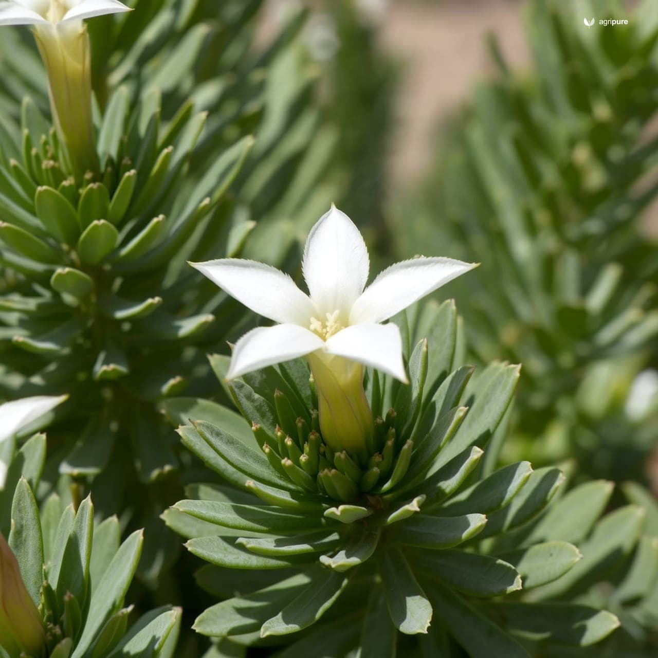 Harmal Shrub (Rhazya stricta)