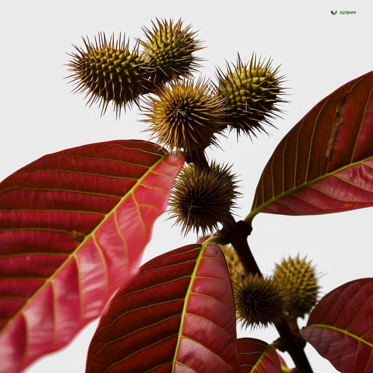 Castor (Ricinus communis)