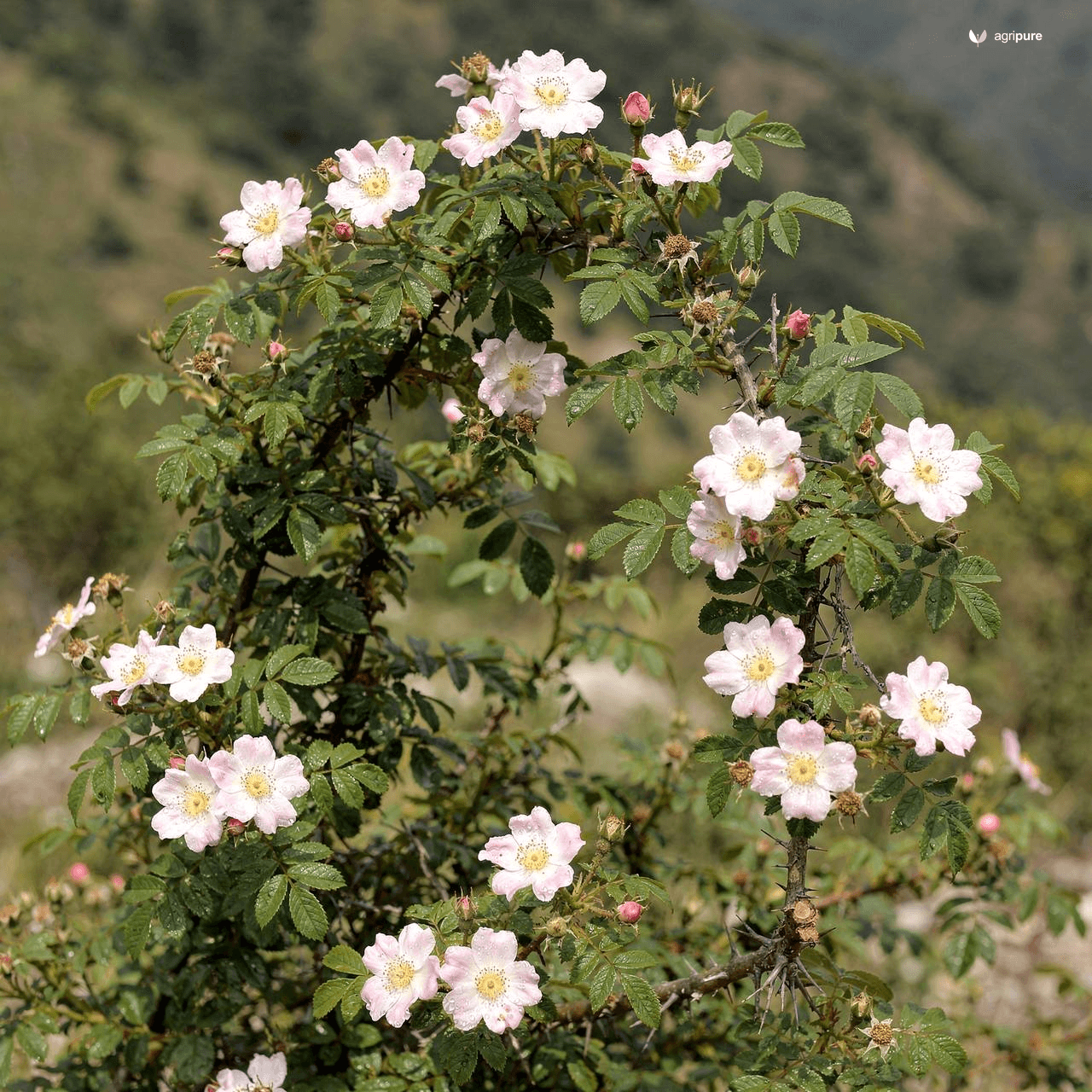 Himalayan Musk Rose (Rosa brunonii)