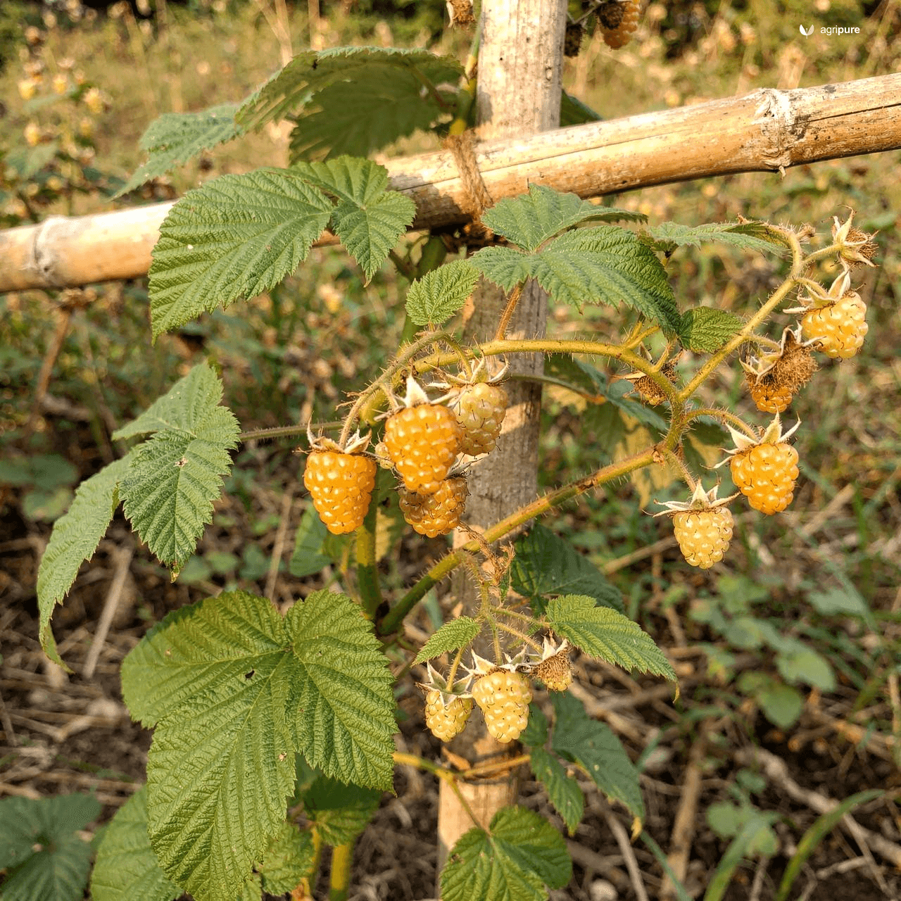 Golden Himalayan Raspberry (Rubus ellipticus)