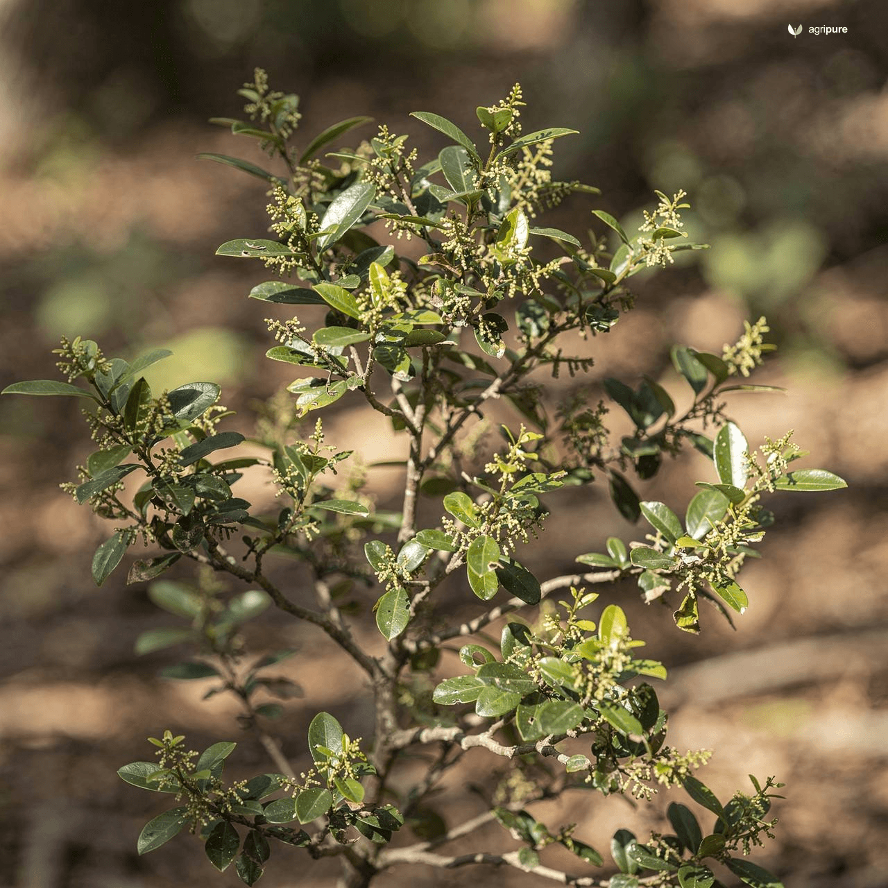 Mountain Sageretia (Sageretia thea)
