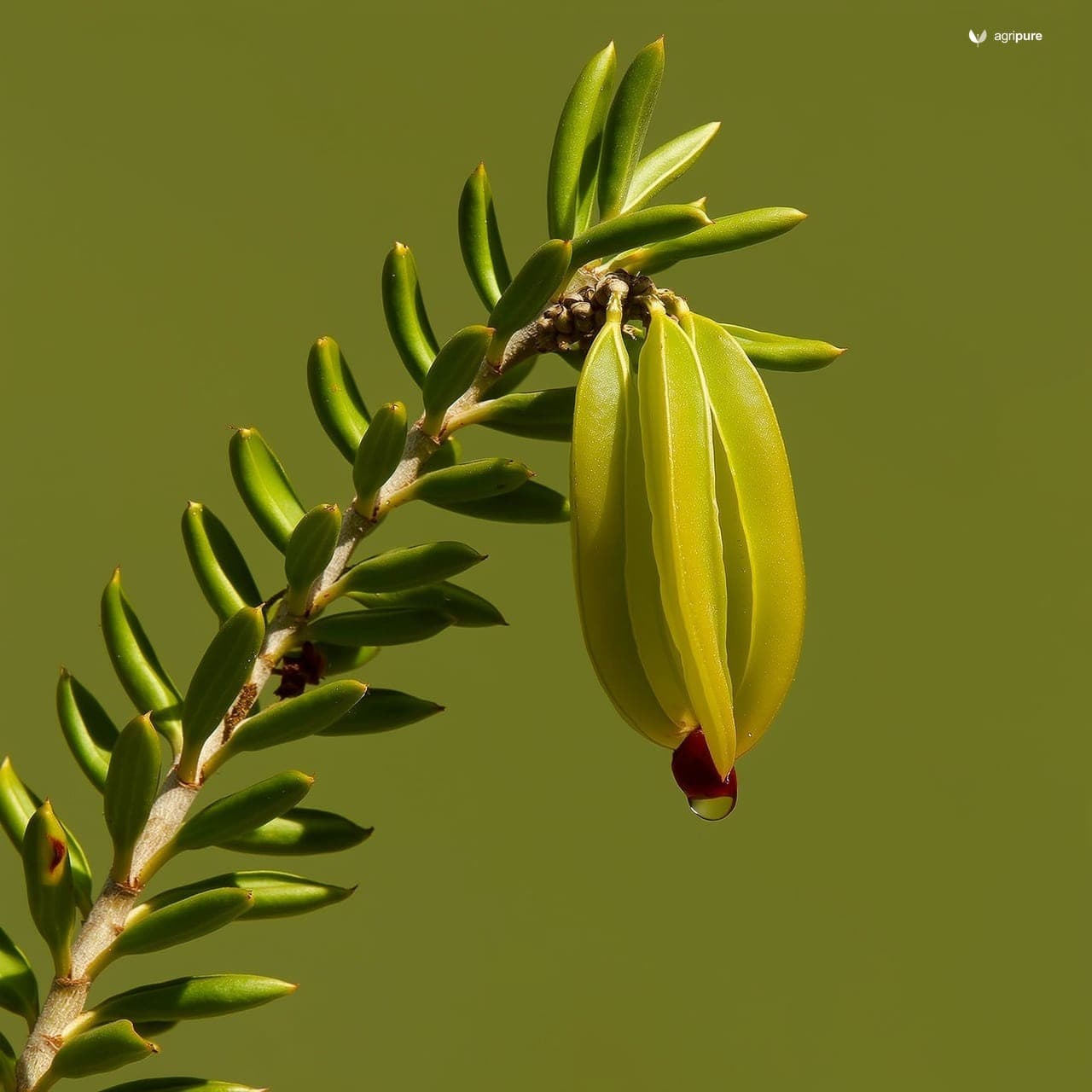 Jaal (Salvadora oleoides)