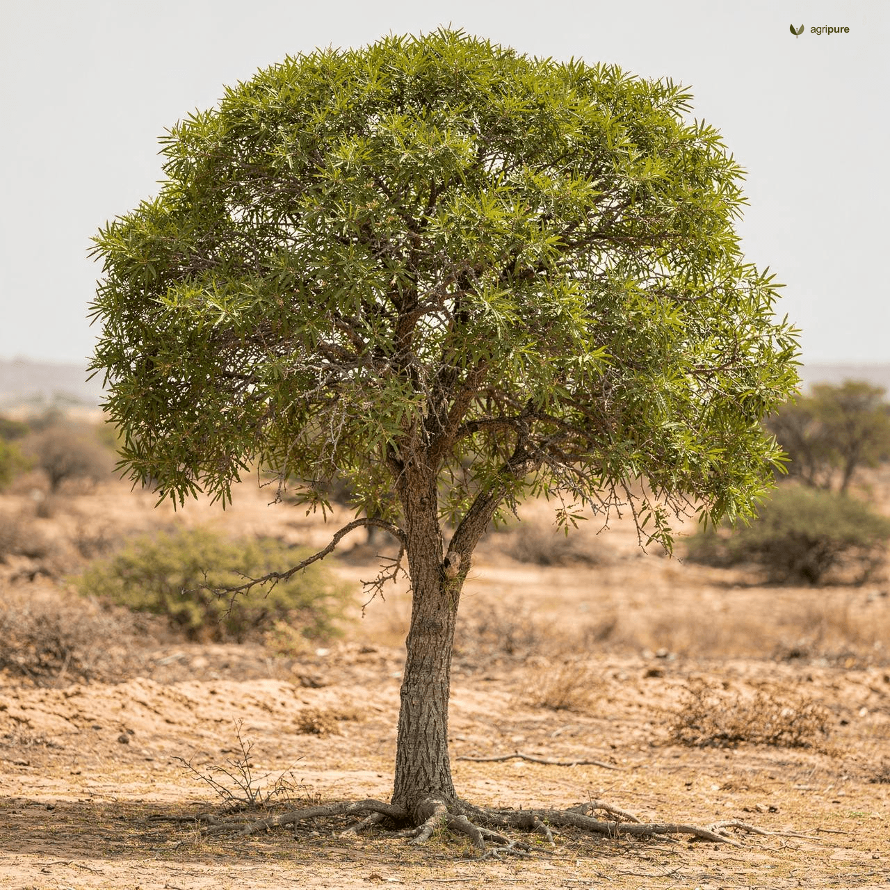 Toothbrush Tree (Mustard Tree) (Salvadora persica)