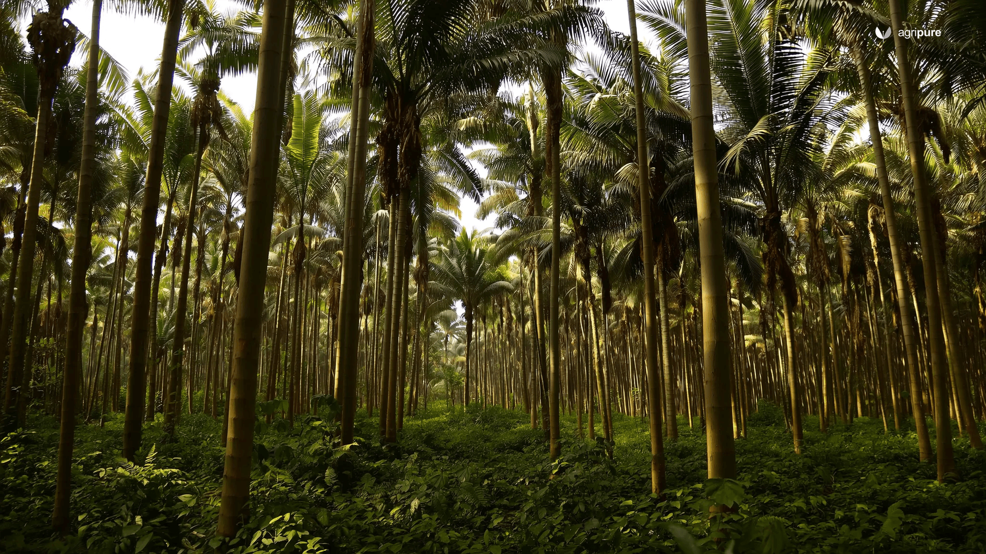 seven-layer-food-forest-in-pakistan