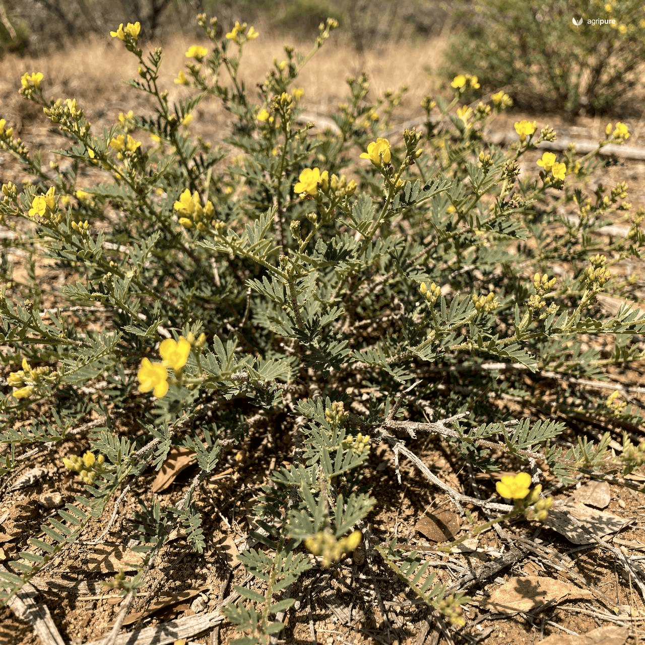 Shrubby Pencil Flower (Wild Stylo) (Stylosanthes fruticosa)