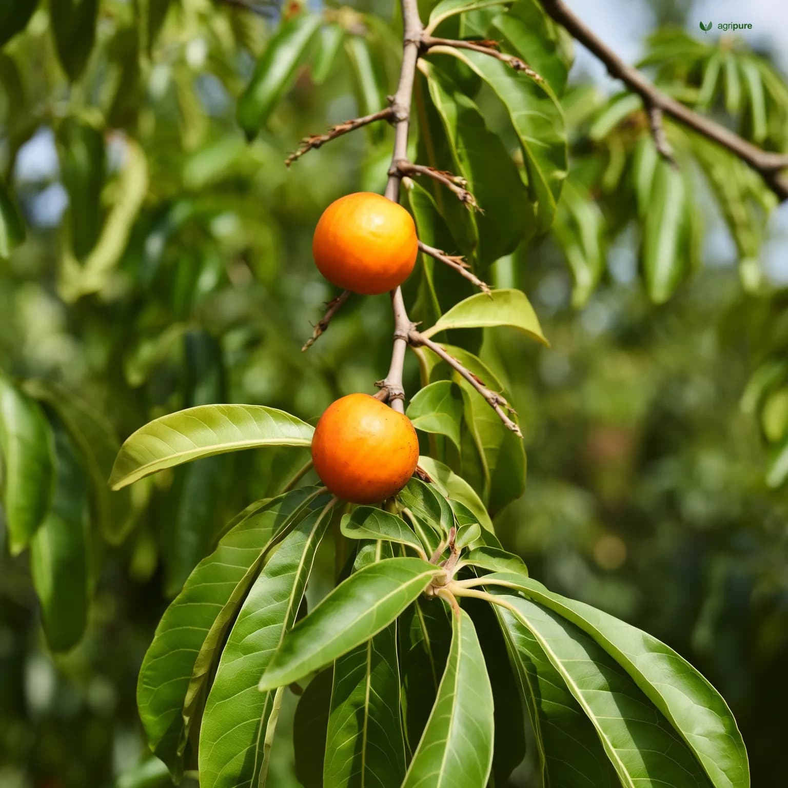 tamarind-imli