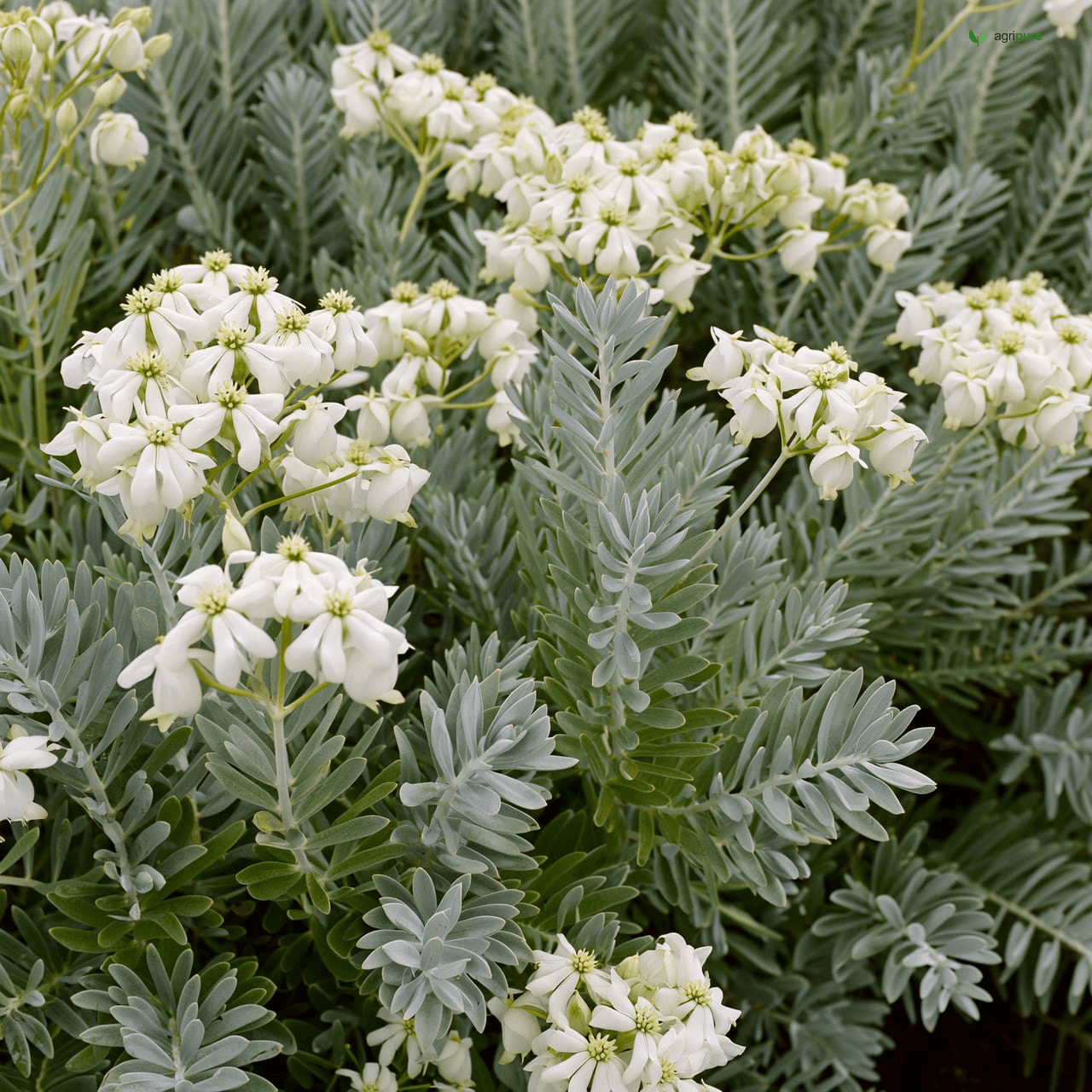 White Tephrosia (Tephrosia candida)