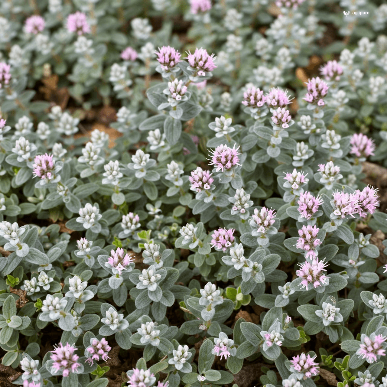 Thyme (Thymus vulgaris)